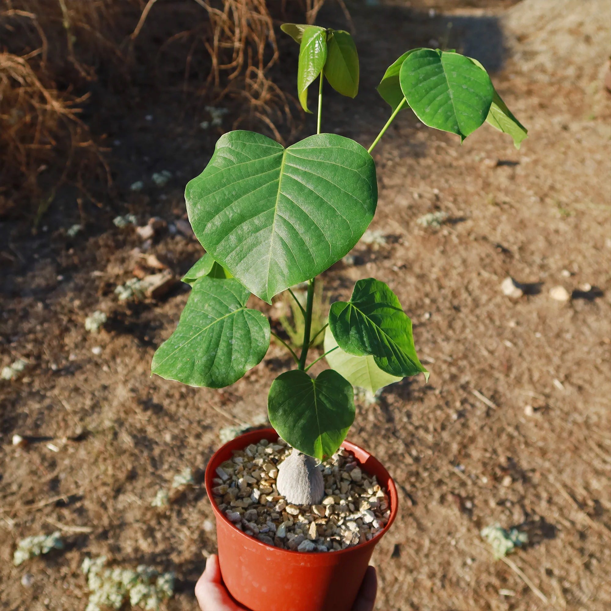 Shaving Brush Tree - Pseudobombax ellipticum
