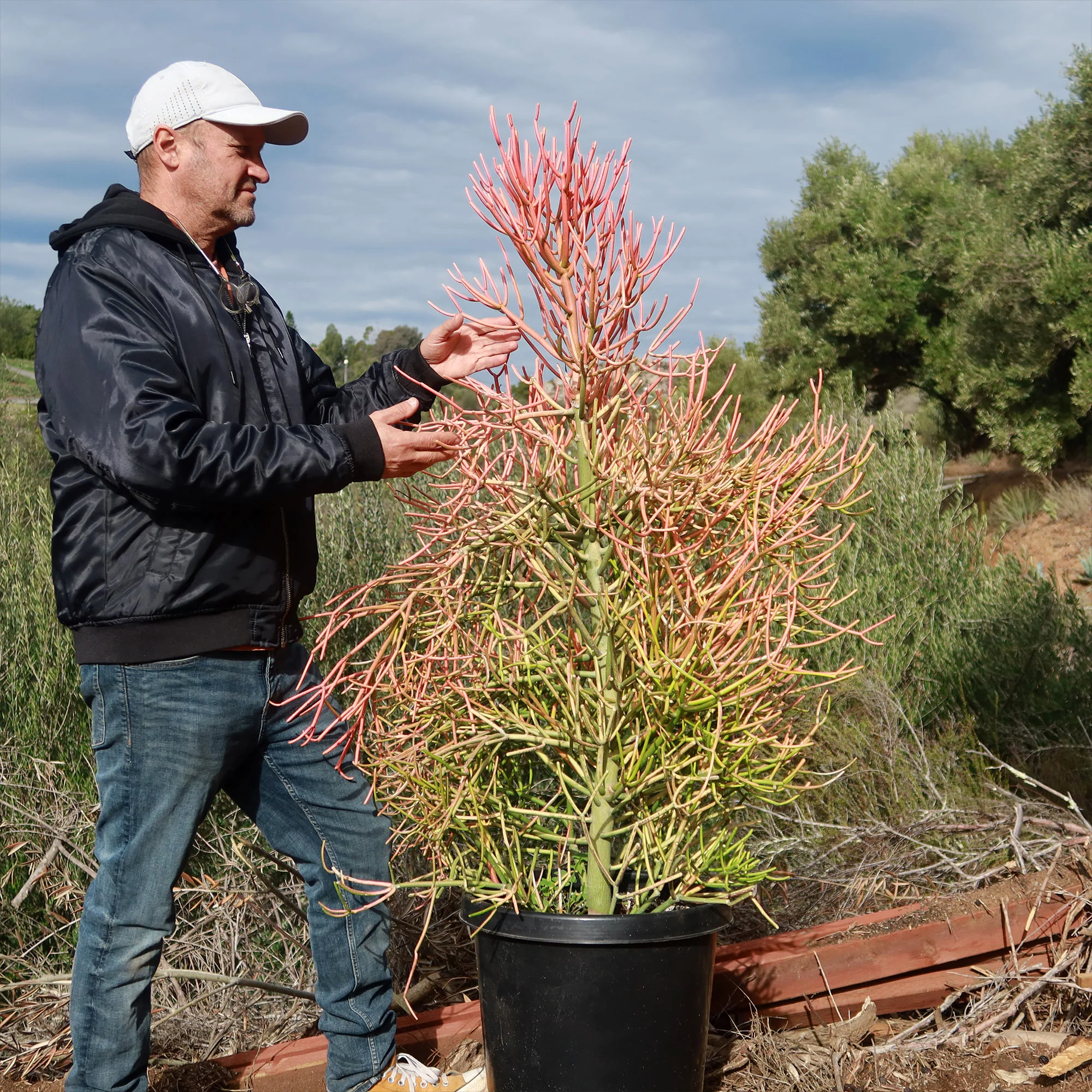 Pencil Cactus - Euphorbia tirucalli 'Firesticks'