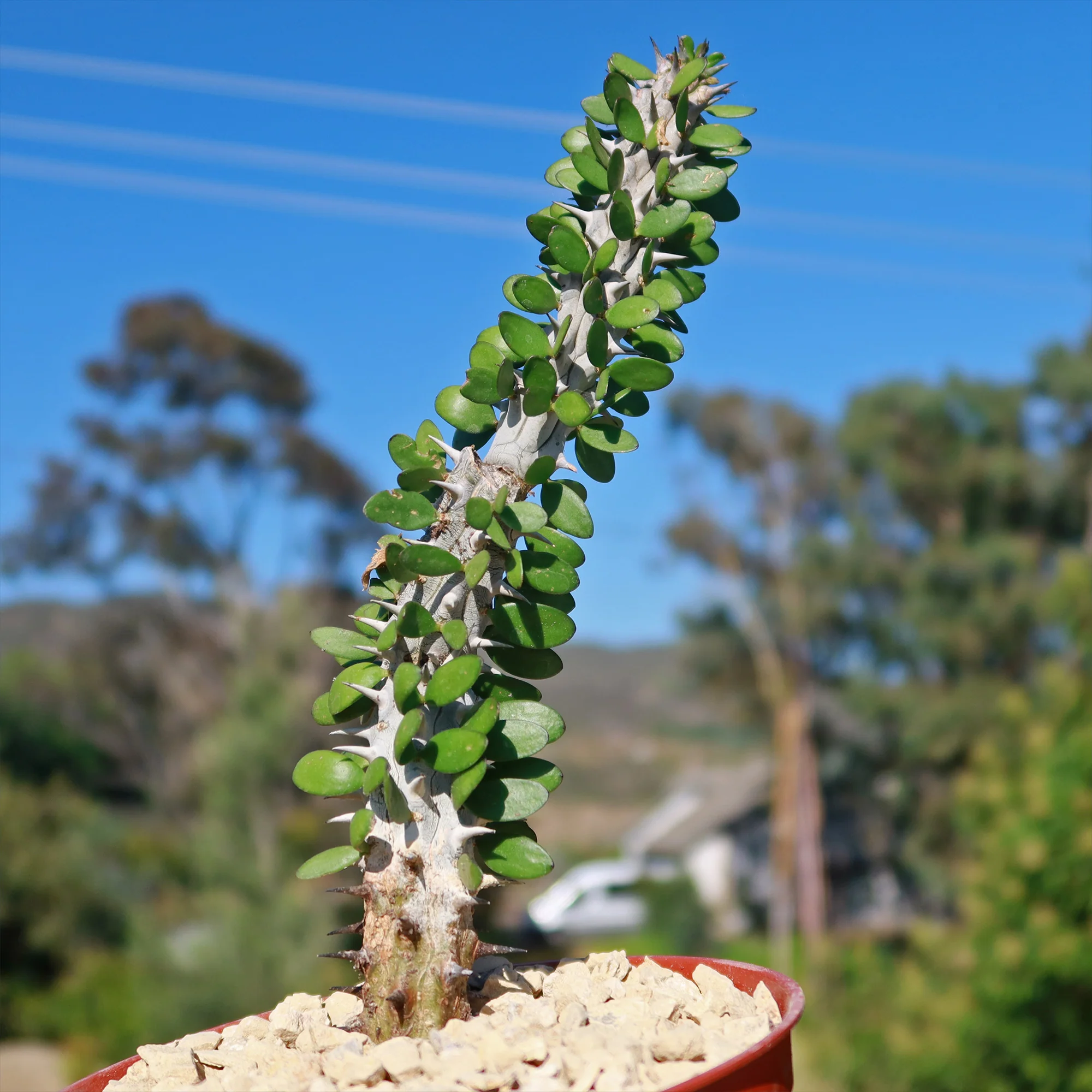 Madagascar ocotillo 'Alluaudia procera'