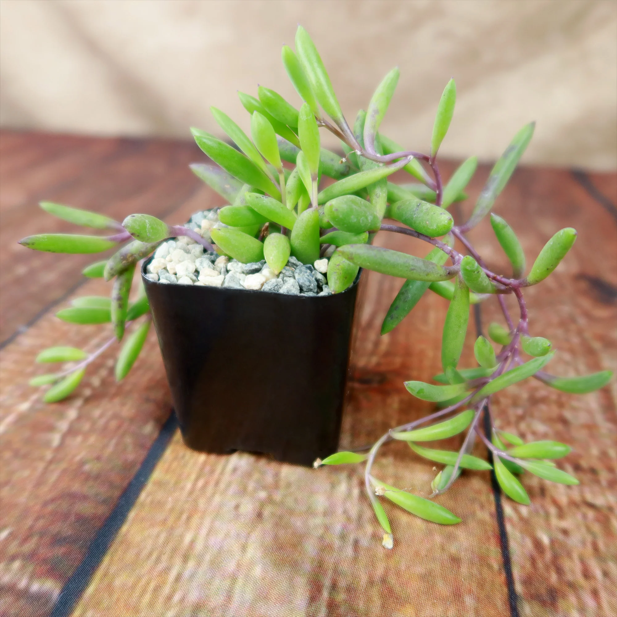 Ruby Necklace Plant 'Othonna capensis'
