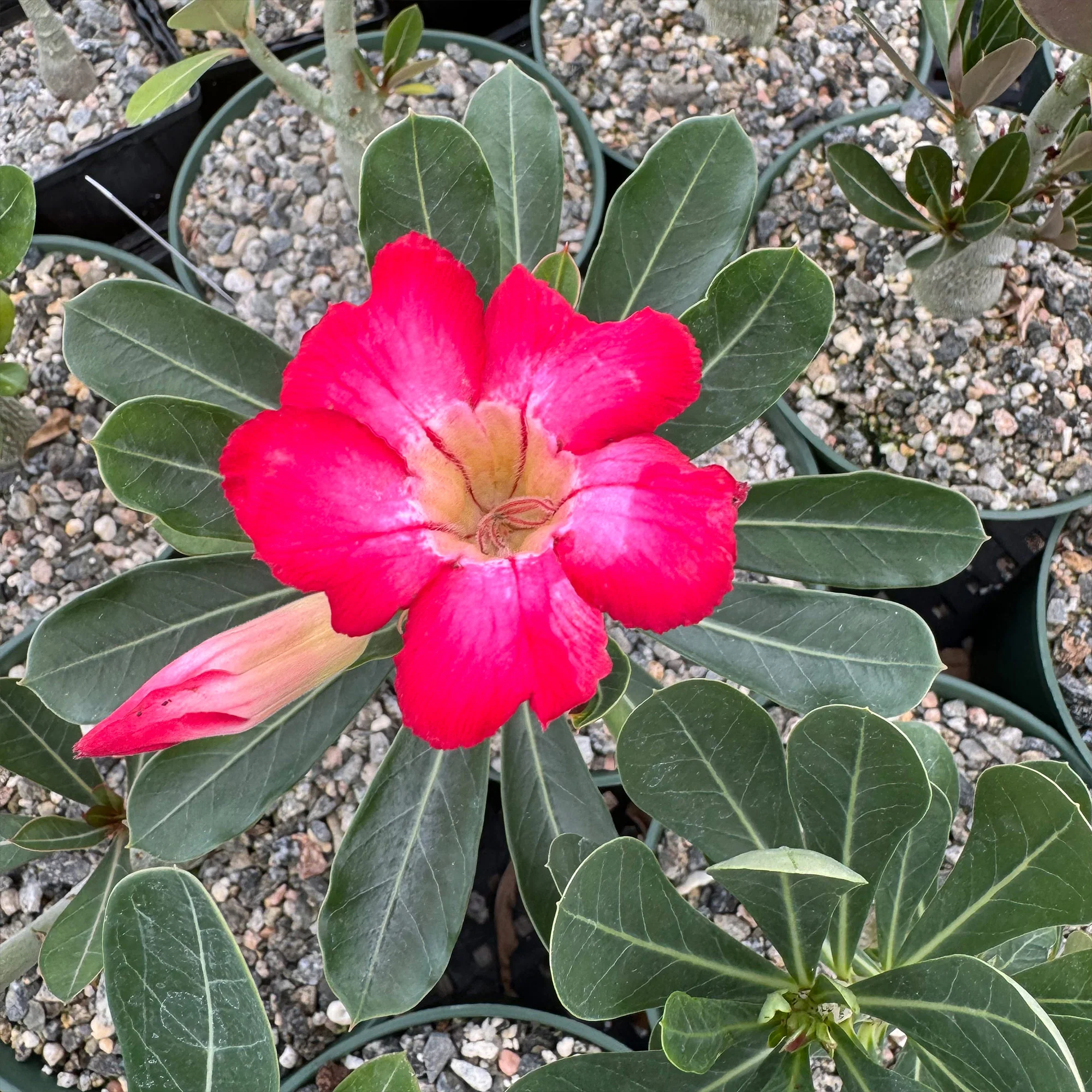 Desert Rose 'Adenium obesum'