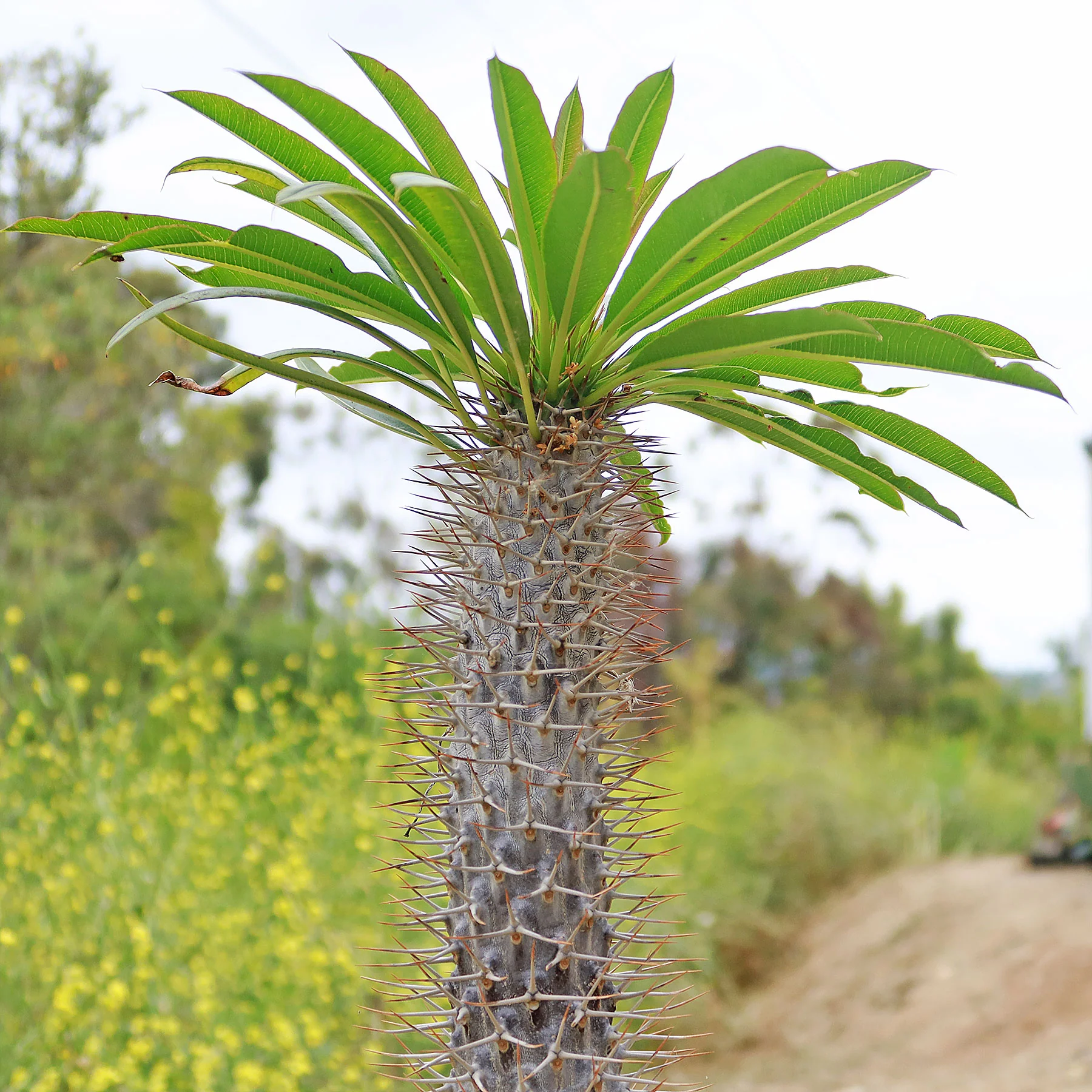 Madagascar Palm Plant - Pachypodium lamerei