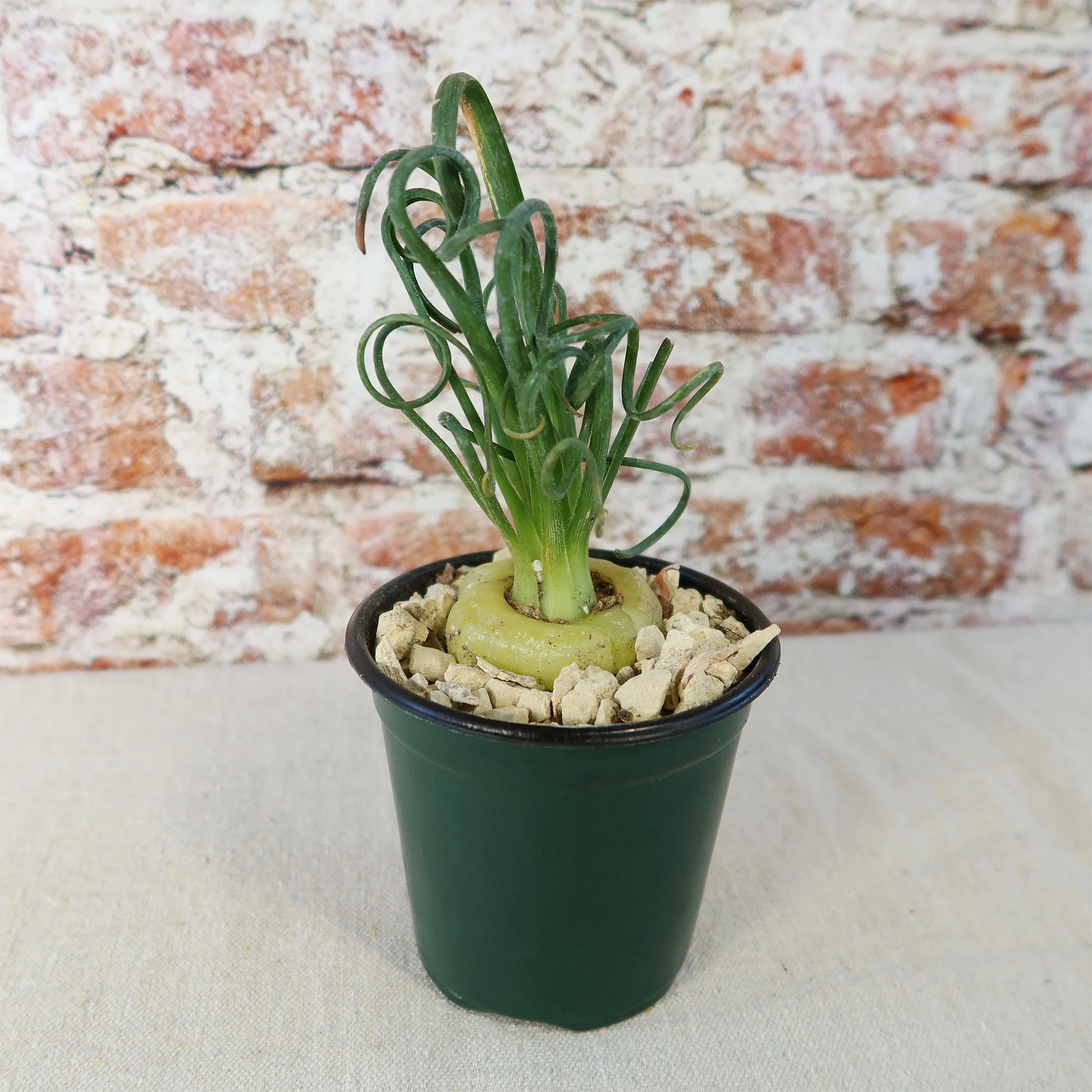 Frizzle Sizzle Plant - Albuca spiralis