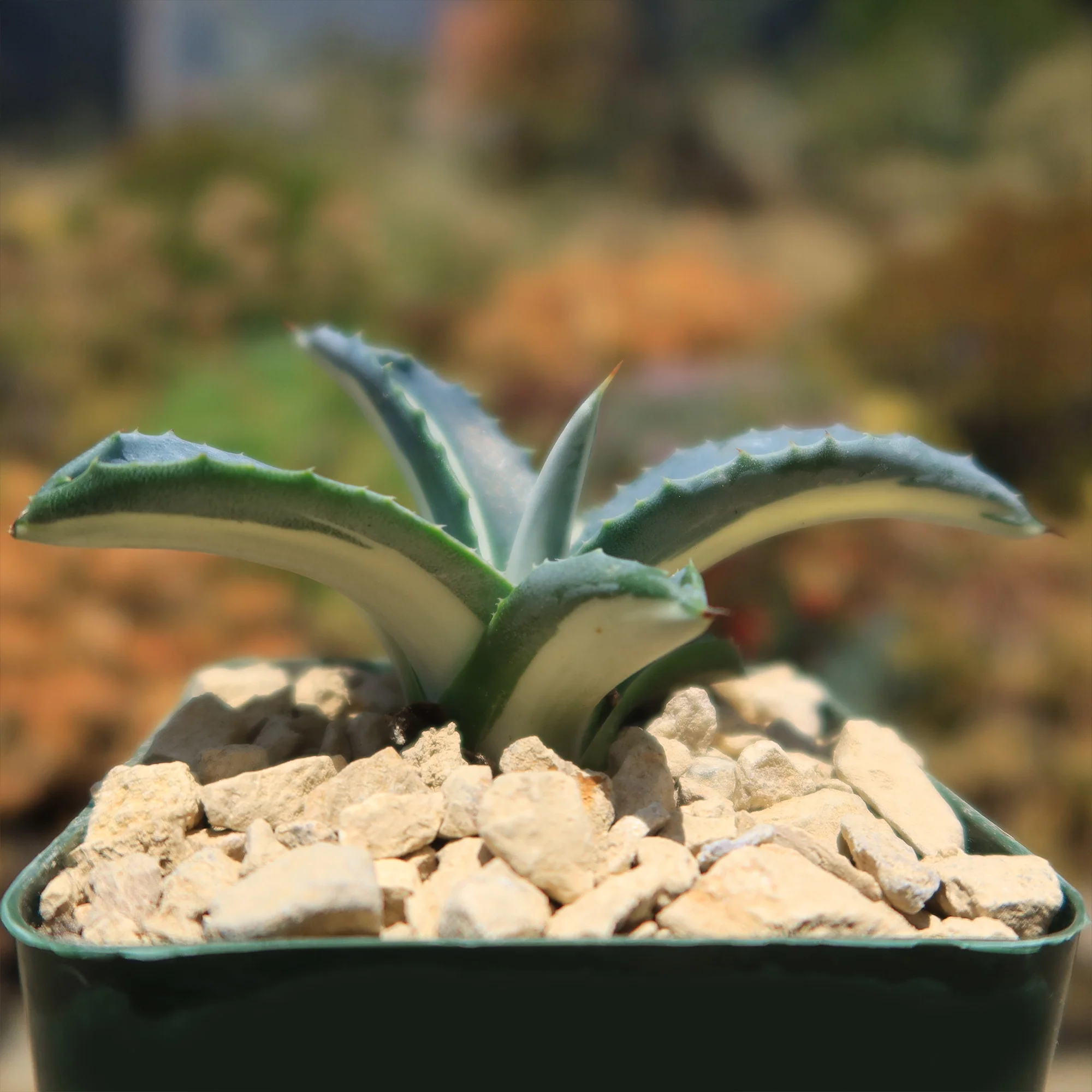 Agave mediopicta alba �C White Striped Century Plant