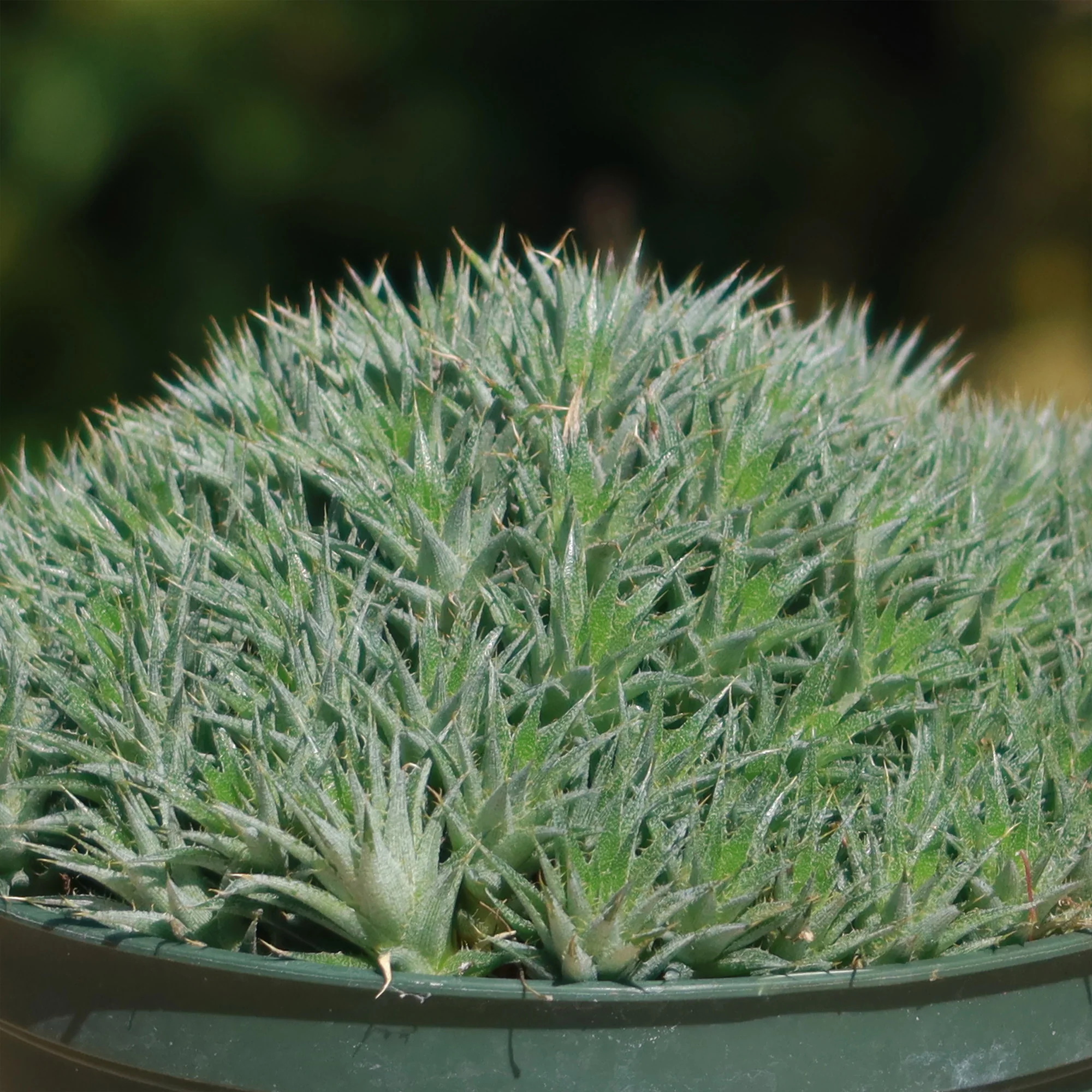 Abromeitiella chlorantha