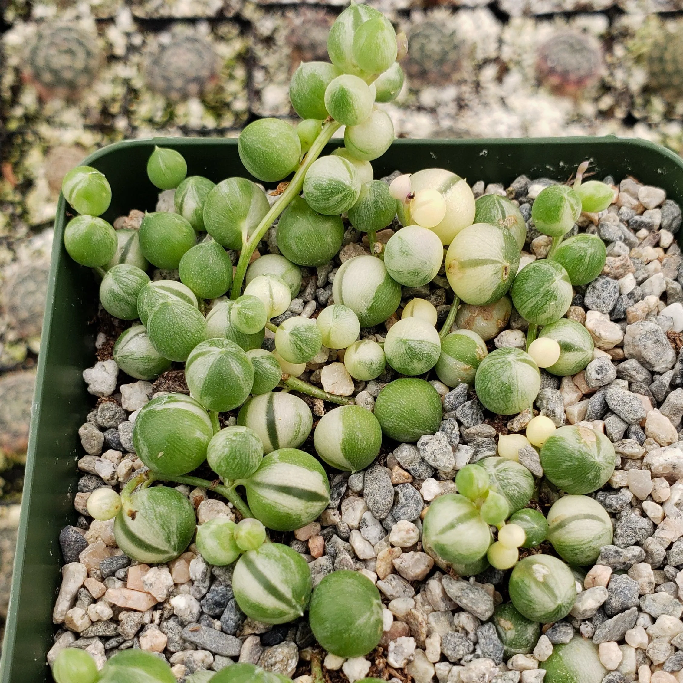 Variegated String of Pearls - Senecio Rowleyanus Variegated