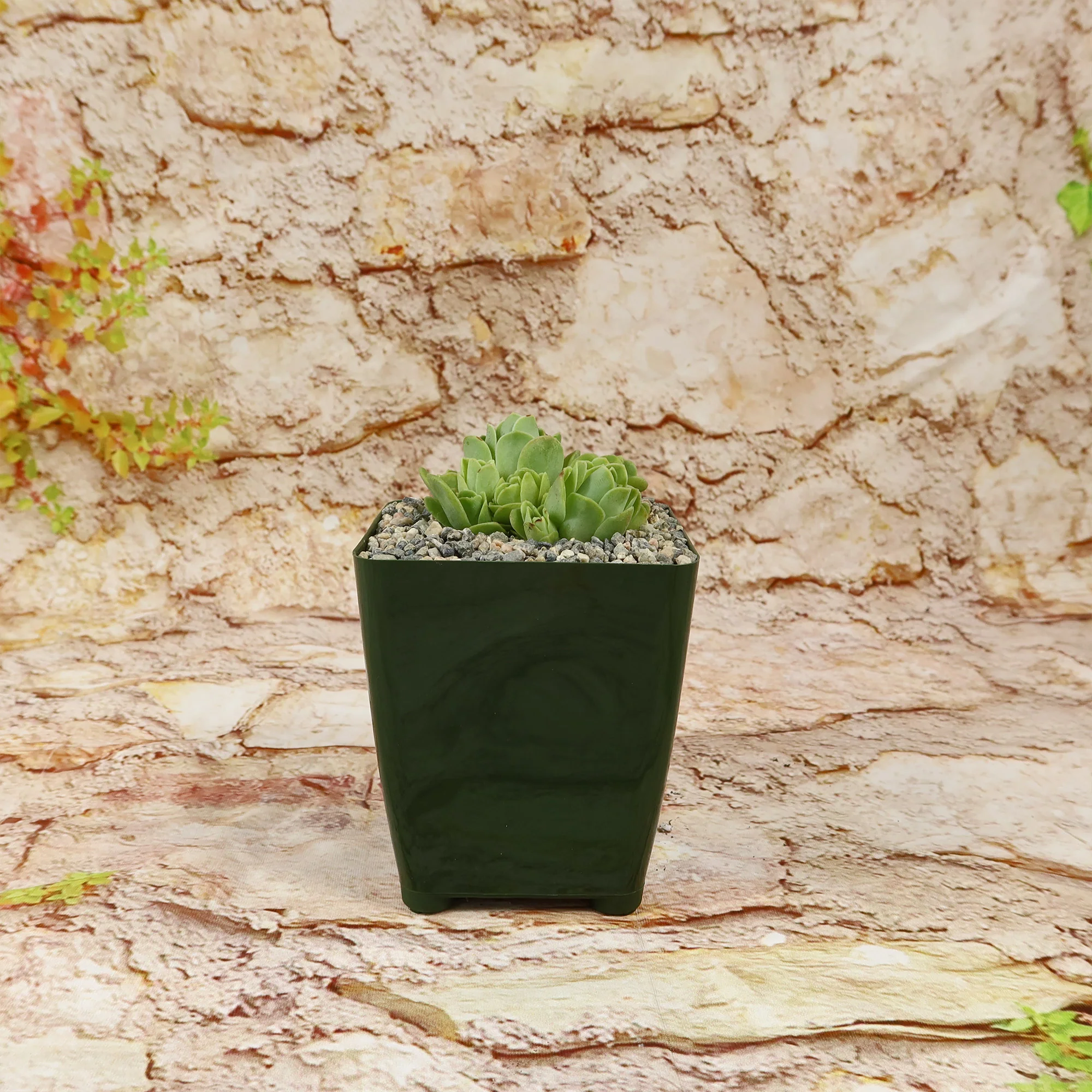 Mountain Rose Succulent ��Aeonium dodrantale�� (Greenovia dodrantalis)