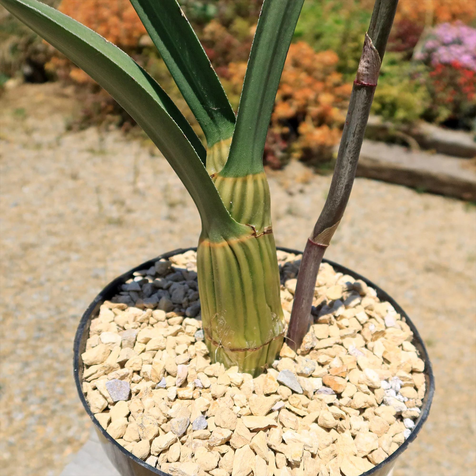 Eulophia petersii Desert Orchid Large