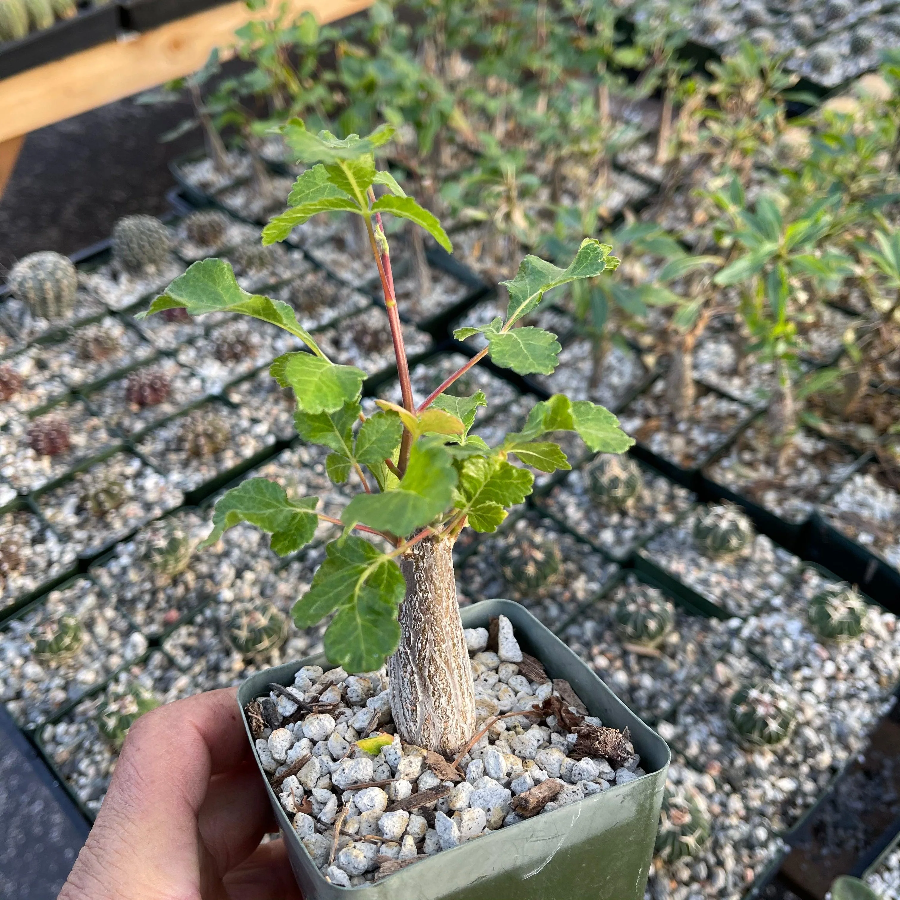 Bursera hindsiana copal