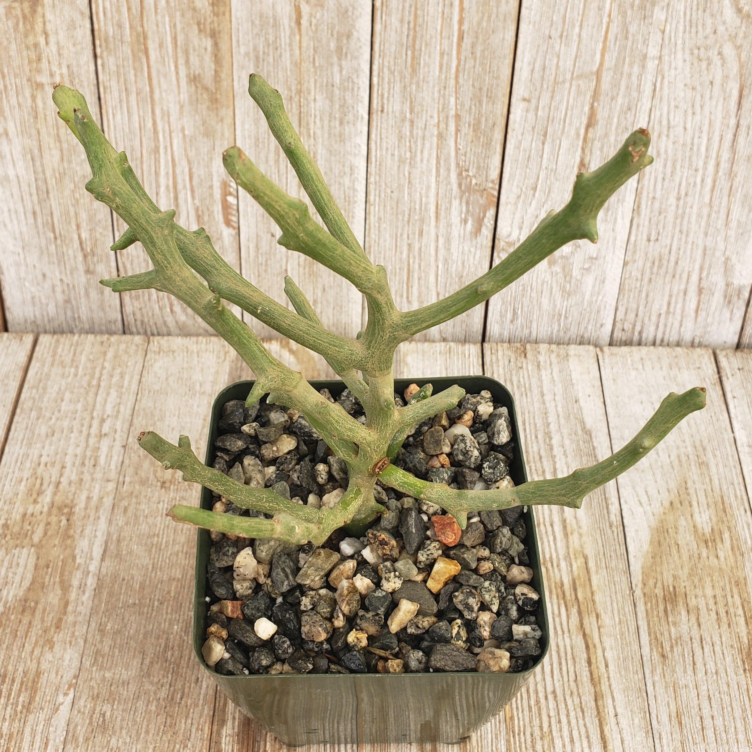 Euphorbia stenoclada spineless