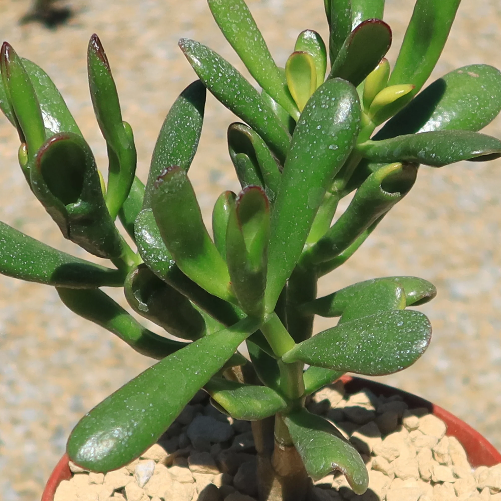 Jade Bonsai Tree -  Crassula ovata 'Hobbit'