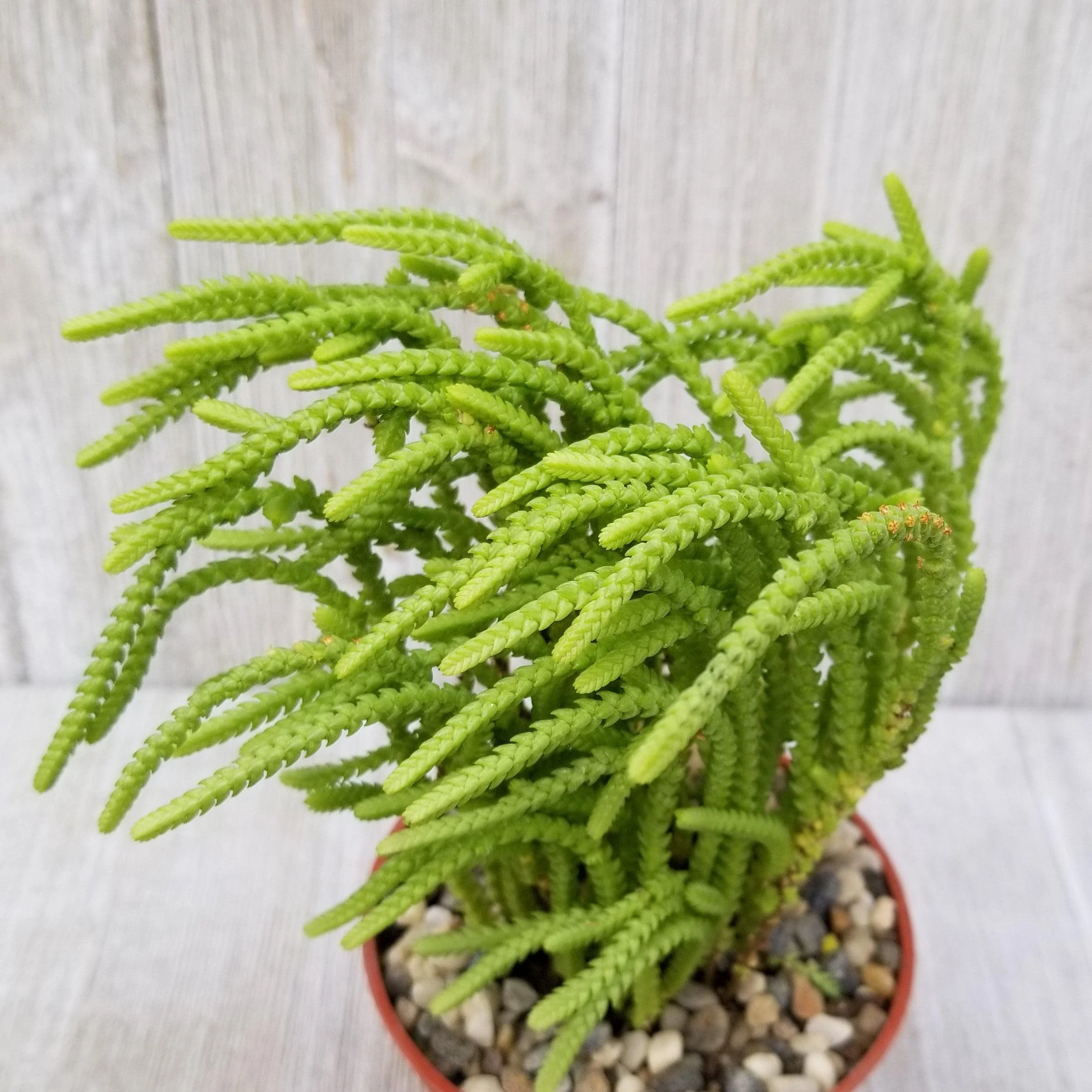 Watch Chain 'Crassula muscosa lycopodioides'