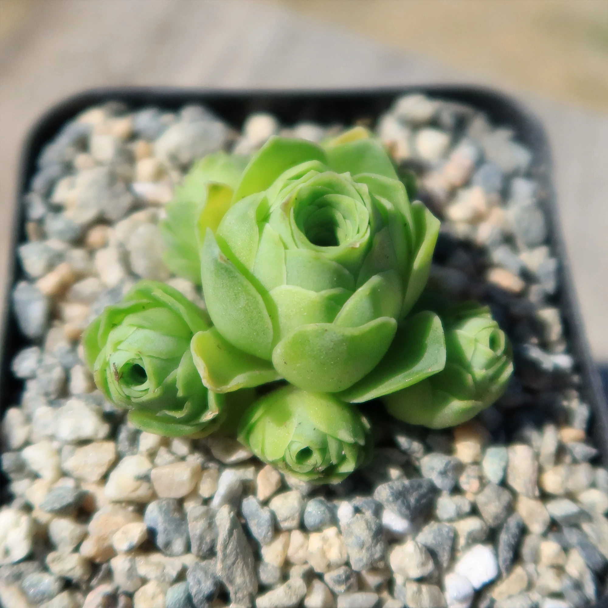 Mountain Rose Succulent ��Aeonium dodrantale�� (Greenovia dodrantalis)