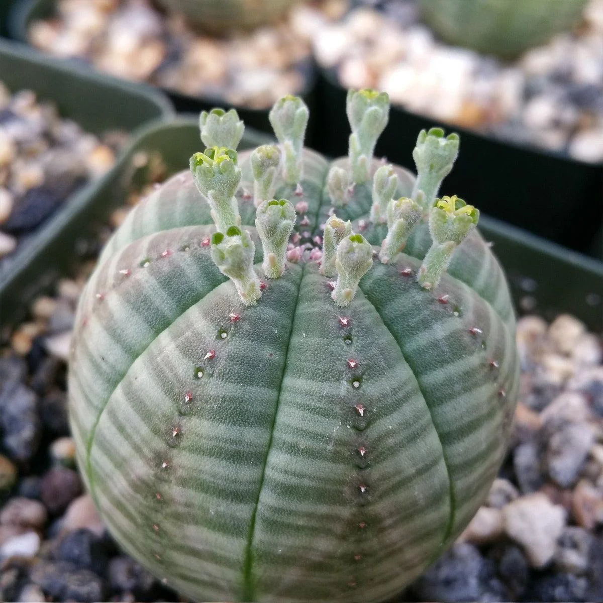 Baseball Plant 'Euphorbia obesa'