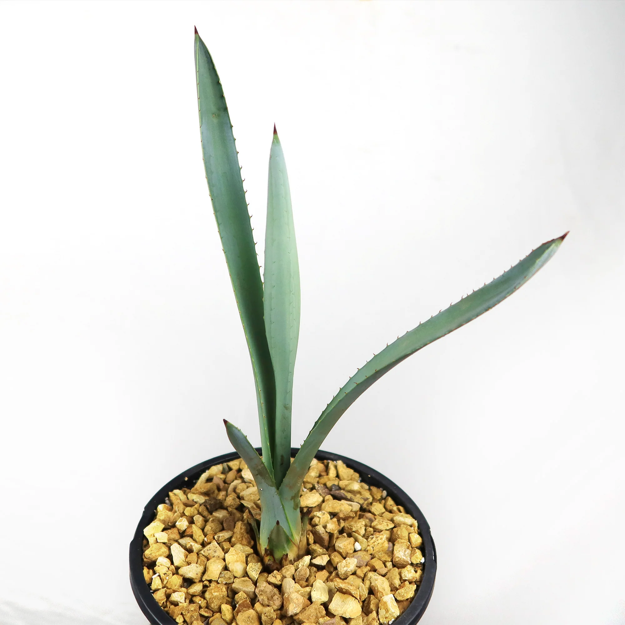 Blue agave - Agave Tequilana 'Tequila Plant'