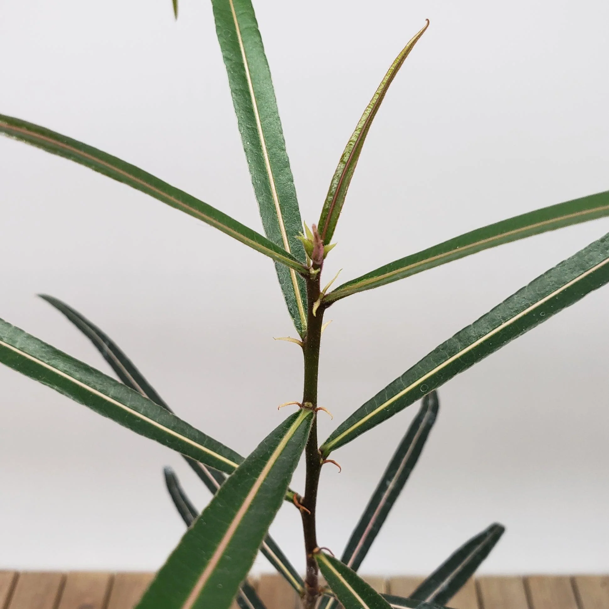 Queensland Bottle Tree 'Brachychiton rupestris'