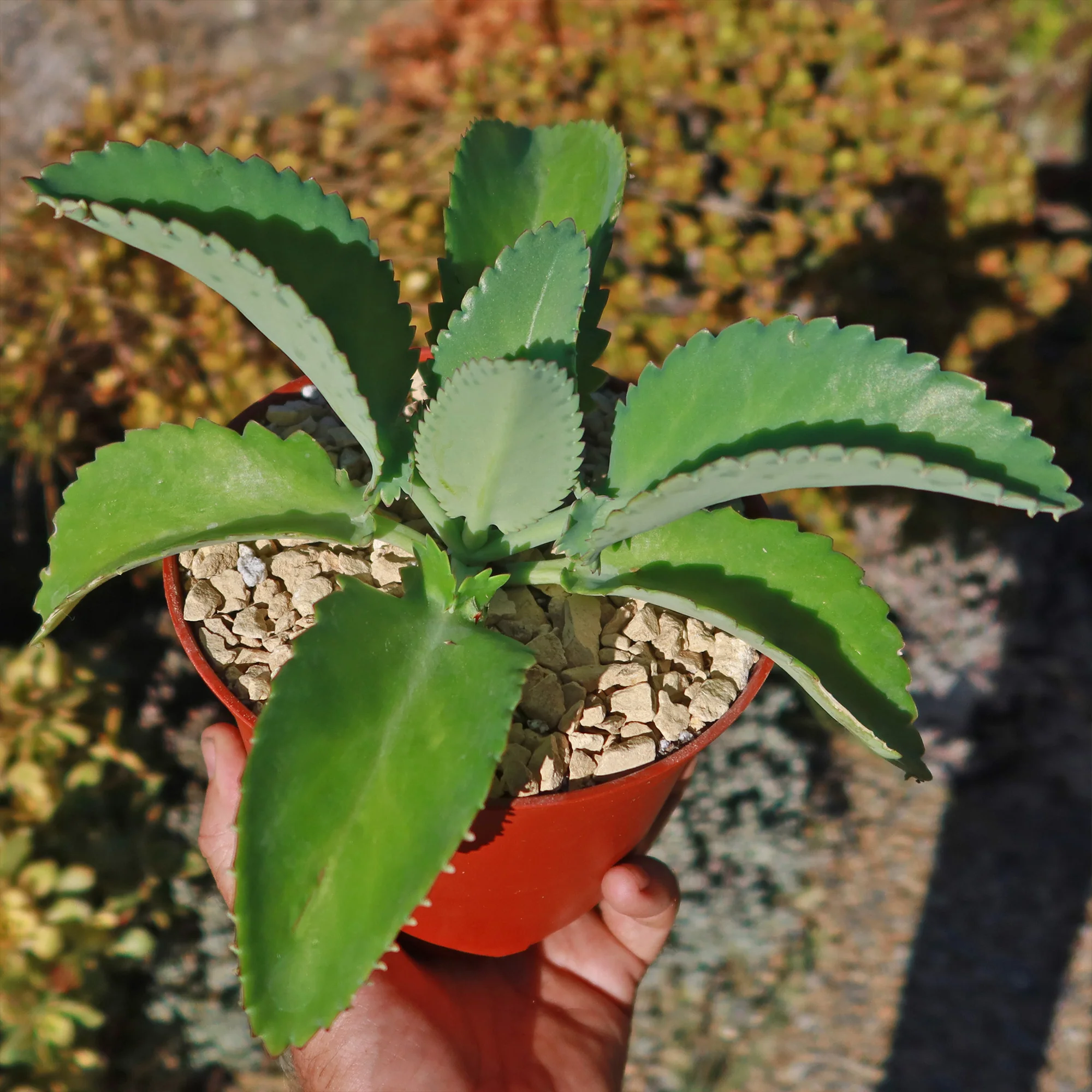 Mother of Thousands Plant 'Kalanchoe laetivirens'