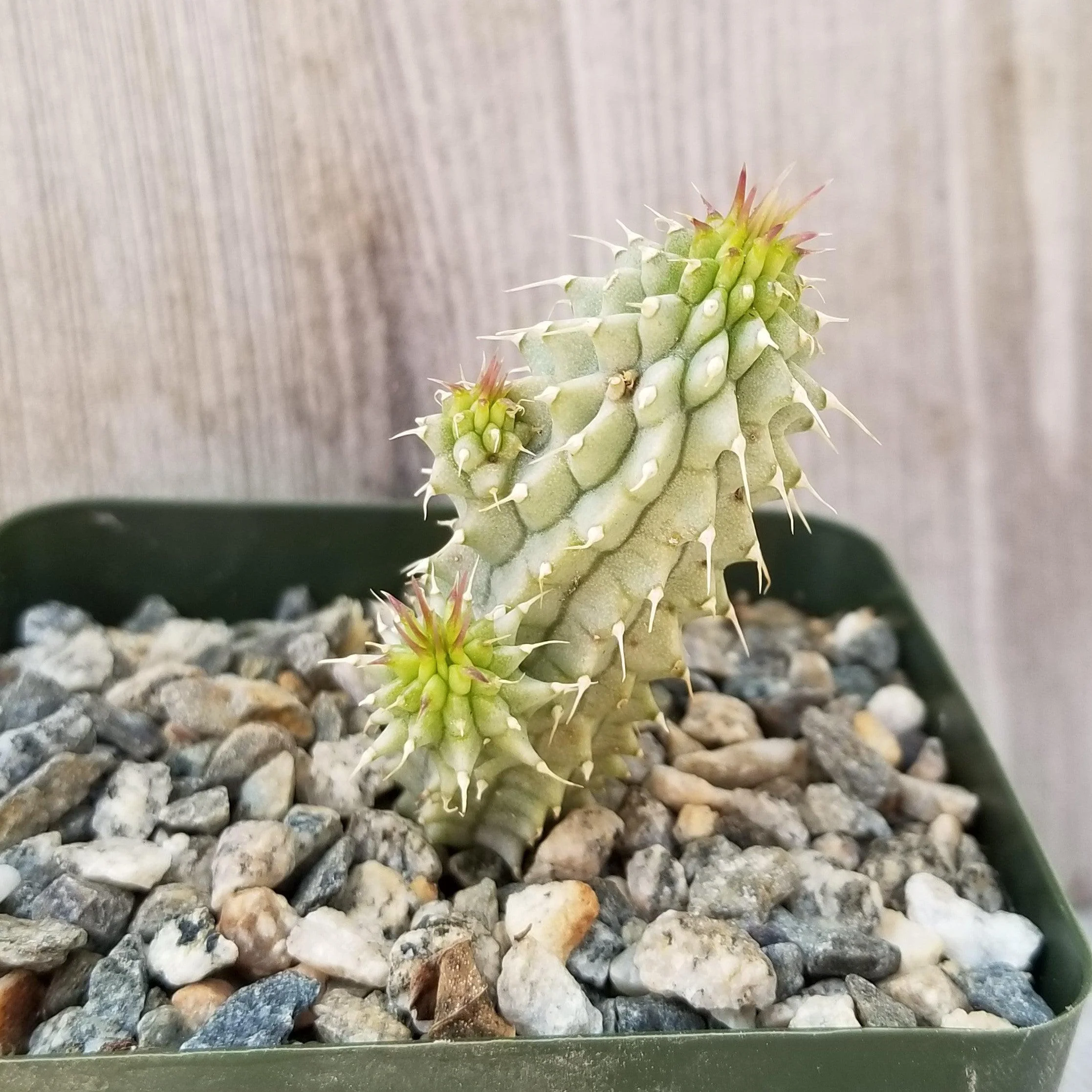 Kalahari Cactus 'Hoodia gordonii'