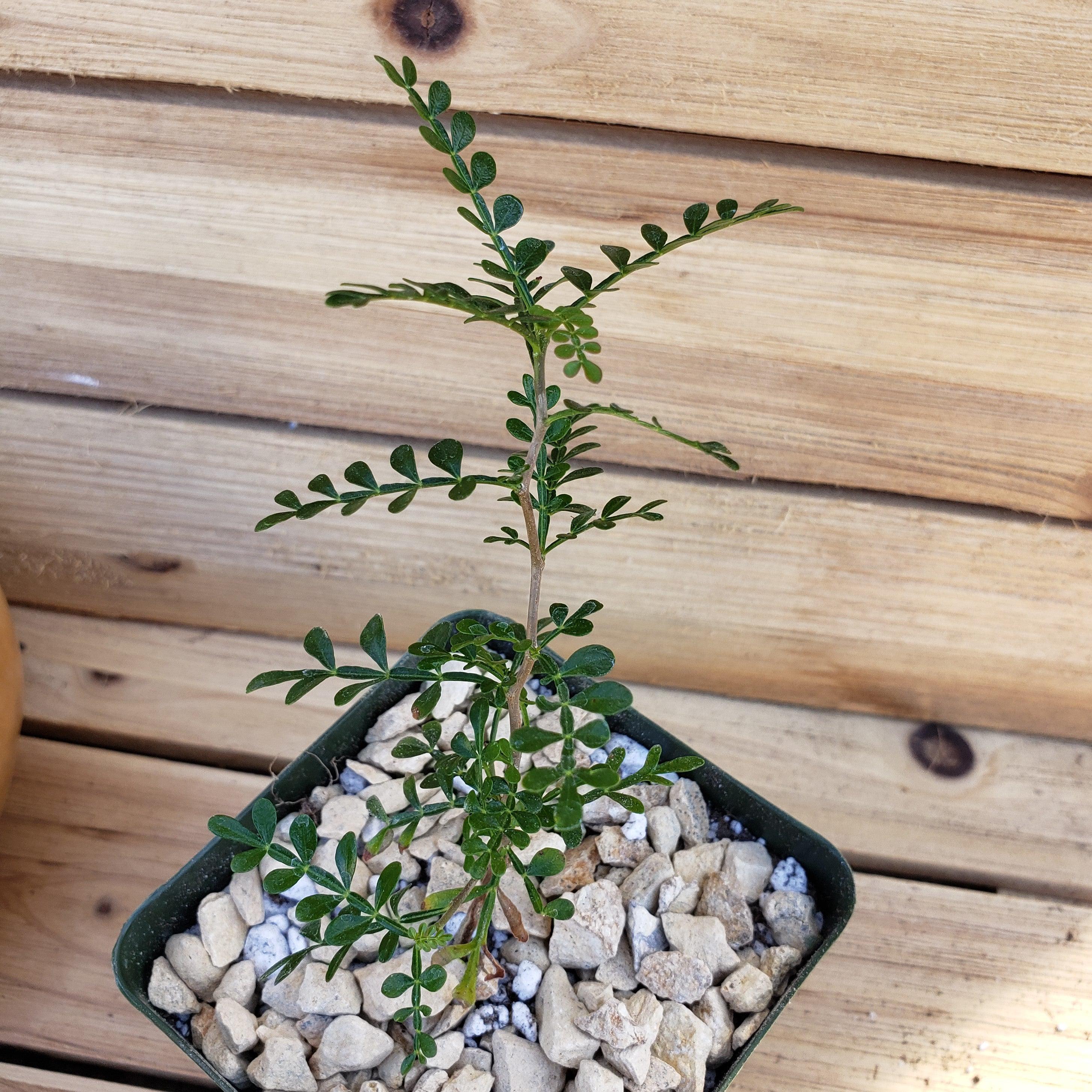 Operculicarya pachypus