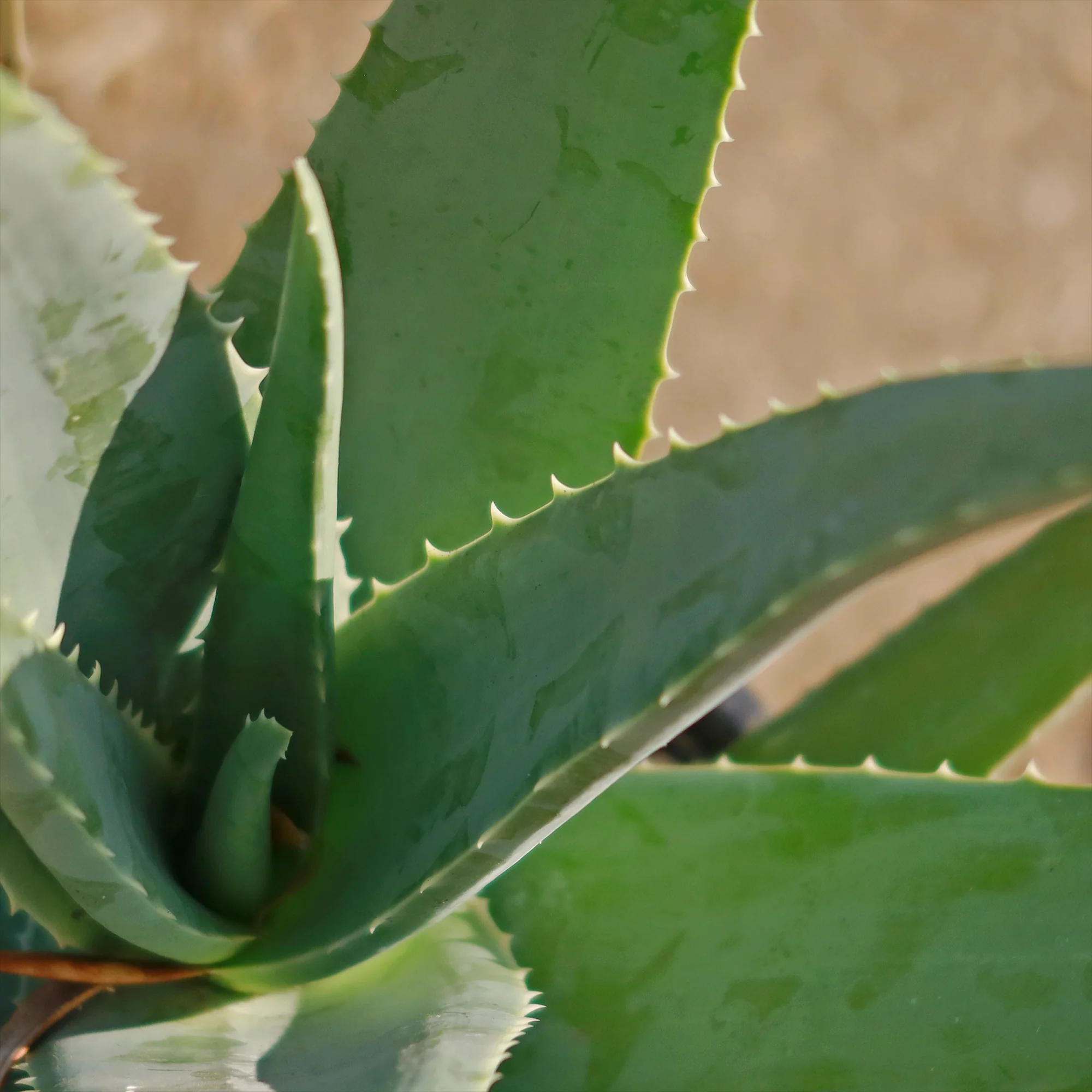 Aloe Vera - Aloe?barbadensis 'miller'