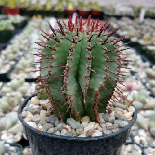 Milk Barrel Cactus ��Euphorbia cereiformis��