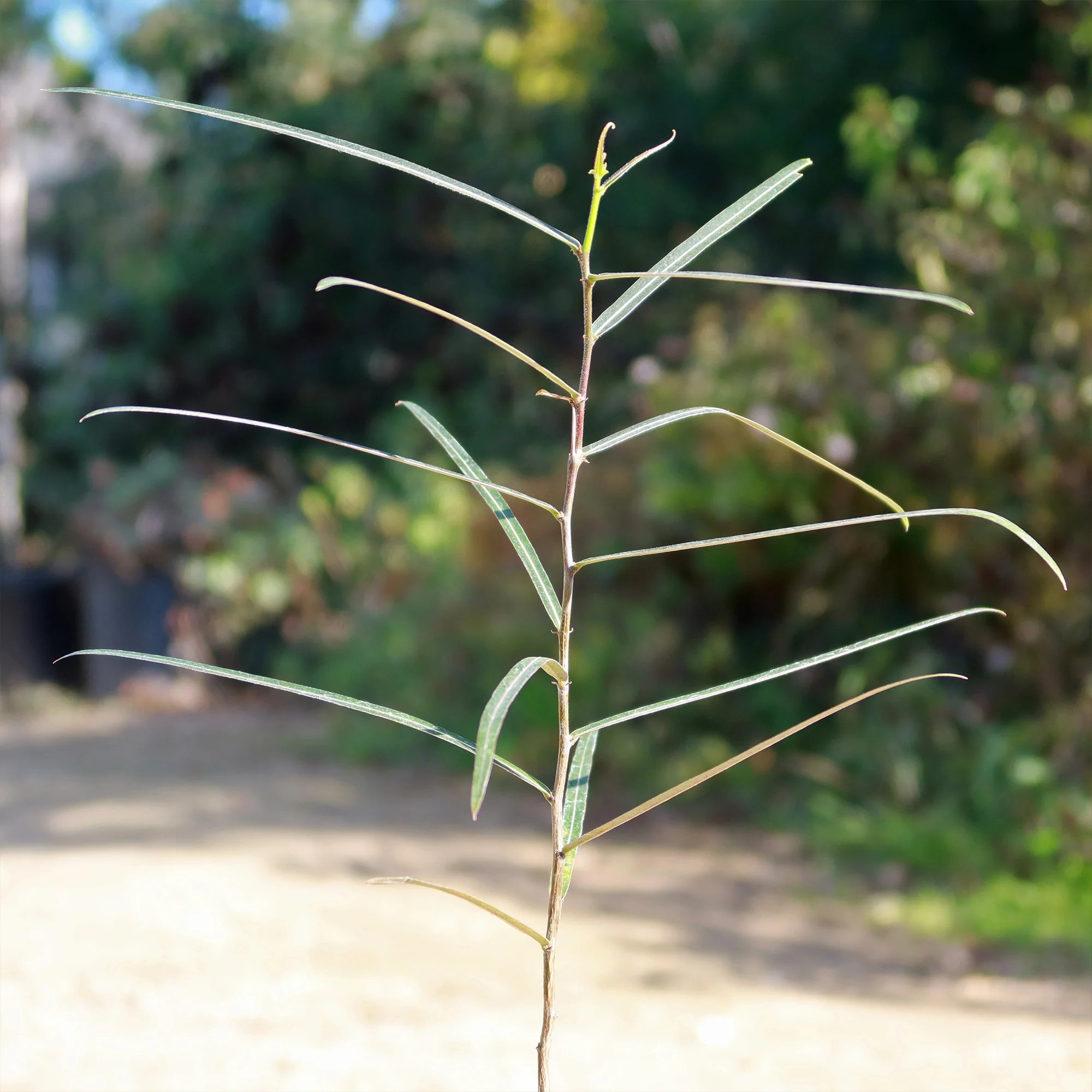 Queensland Bottle Tree 'Brachychiton rupestris'