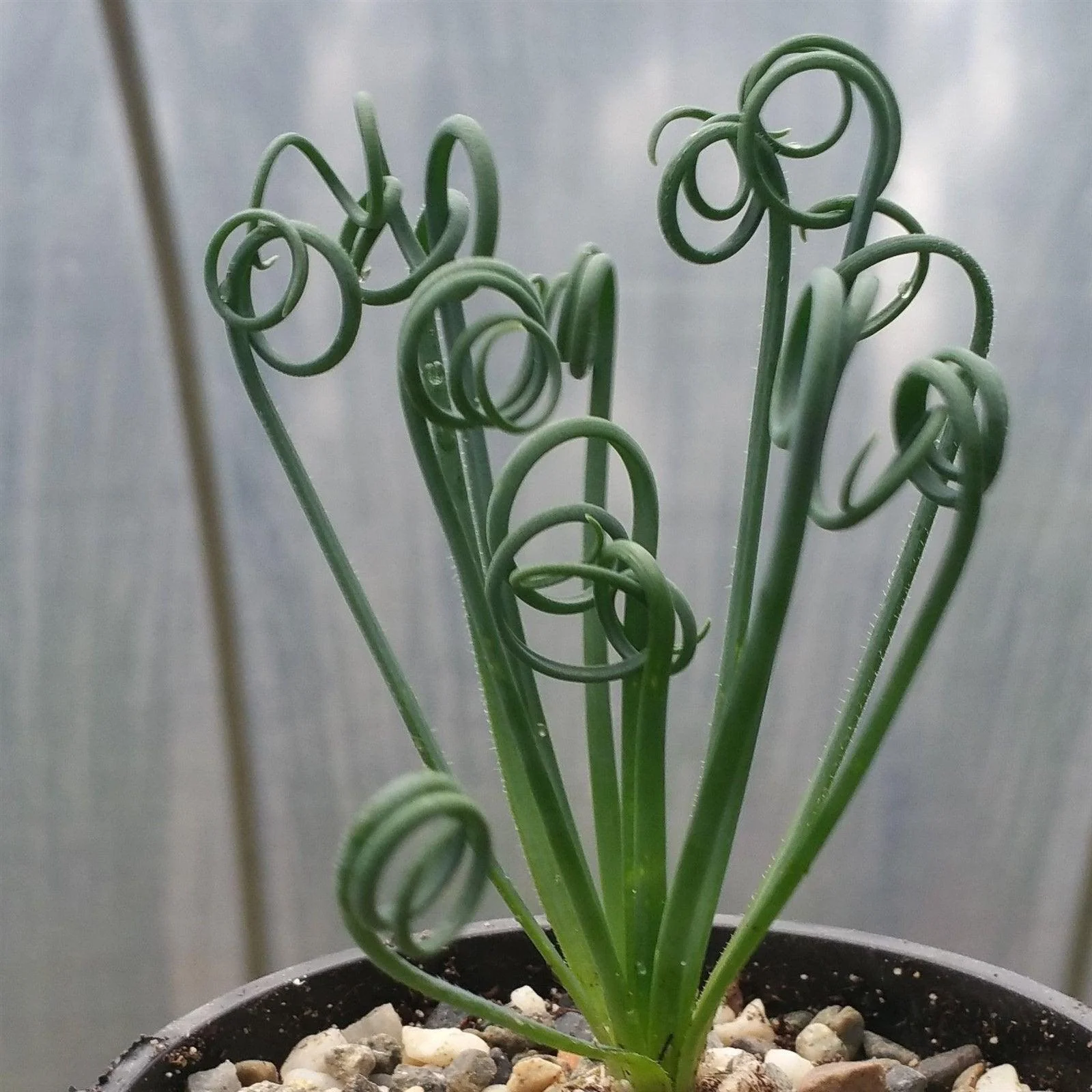 Frizzle Sizzle Plant - Albuca spiralis
