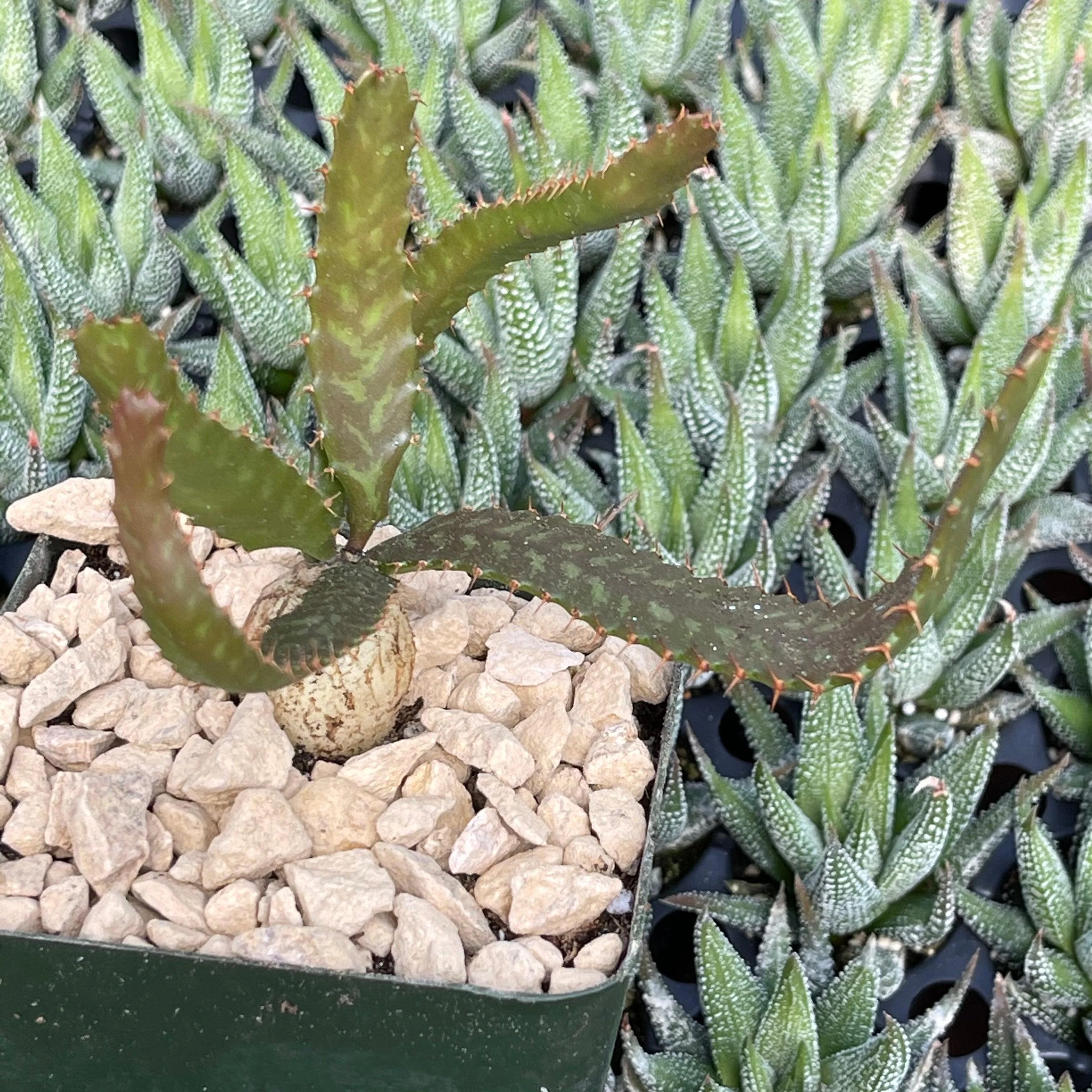 Jellyfish Head - Euphorbia stellata