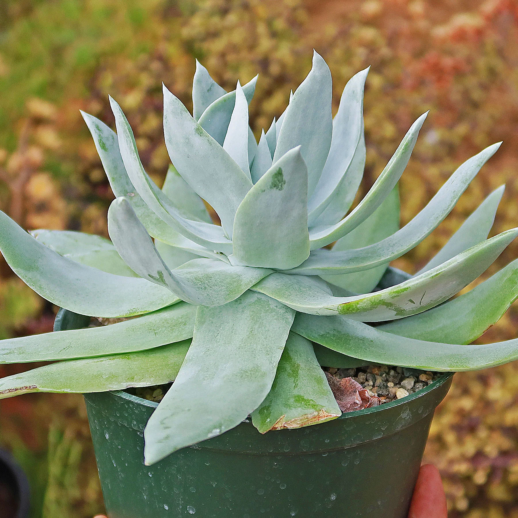 Giant Chalk Dudleya ��Dudleya brittonii��