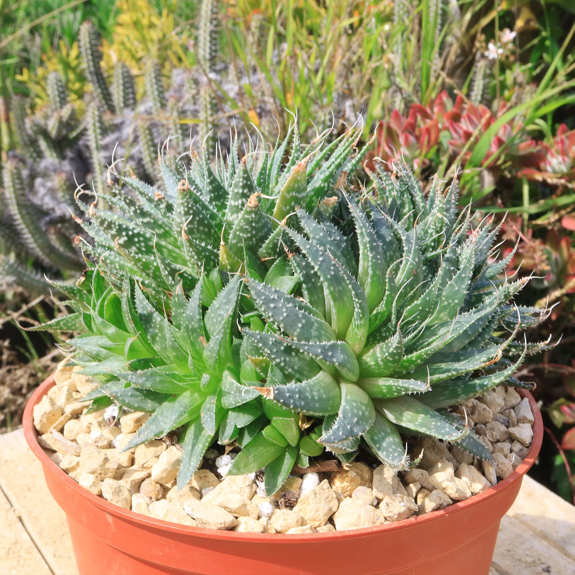 'Lace Aloe - Aloe aristata'