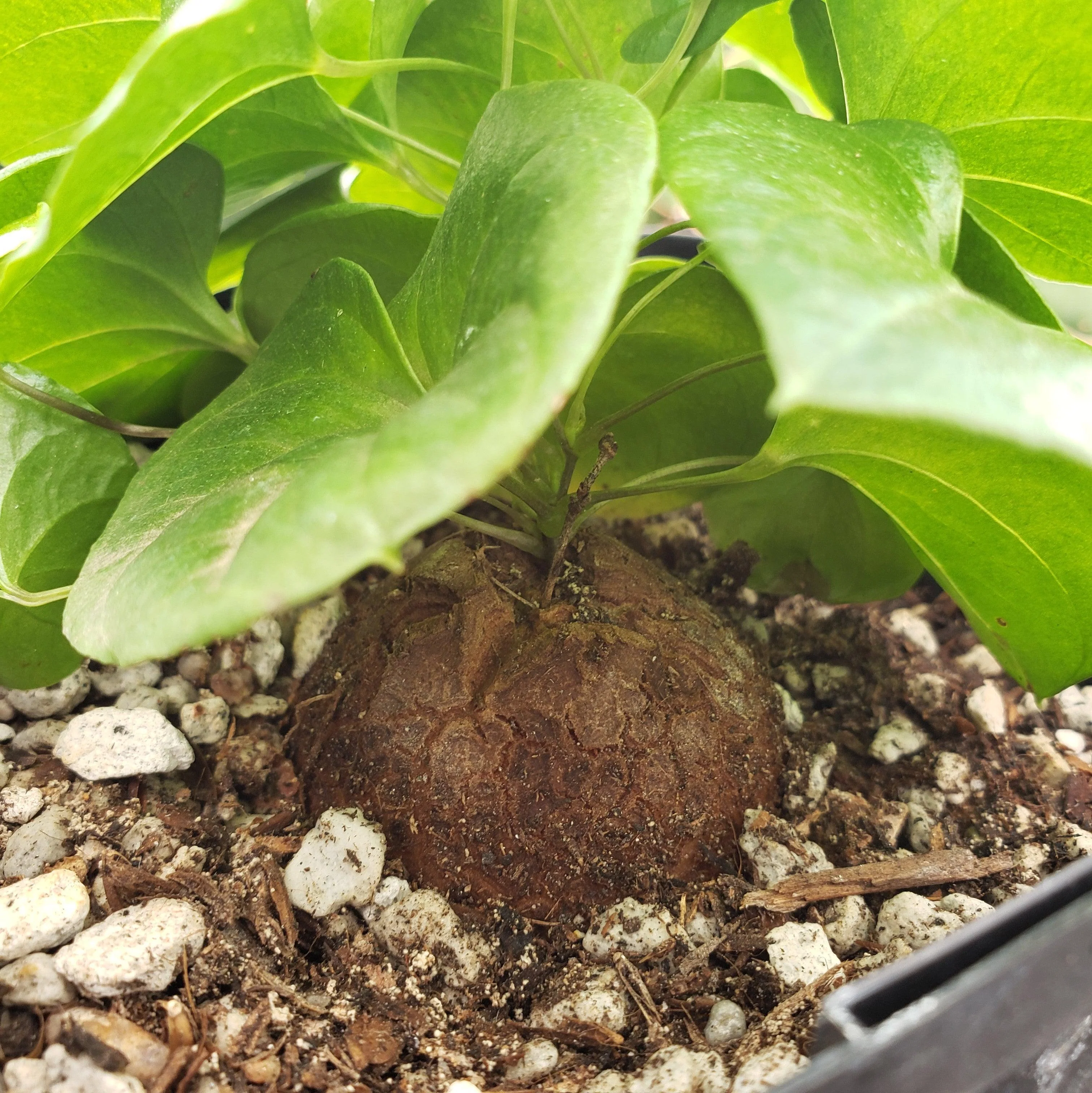 Elephant��s Foot Succulent - Dioscorea elephantipes