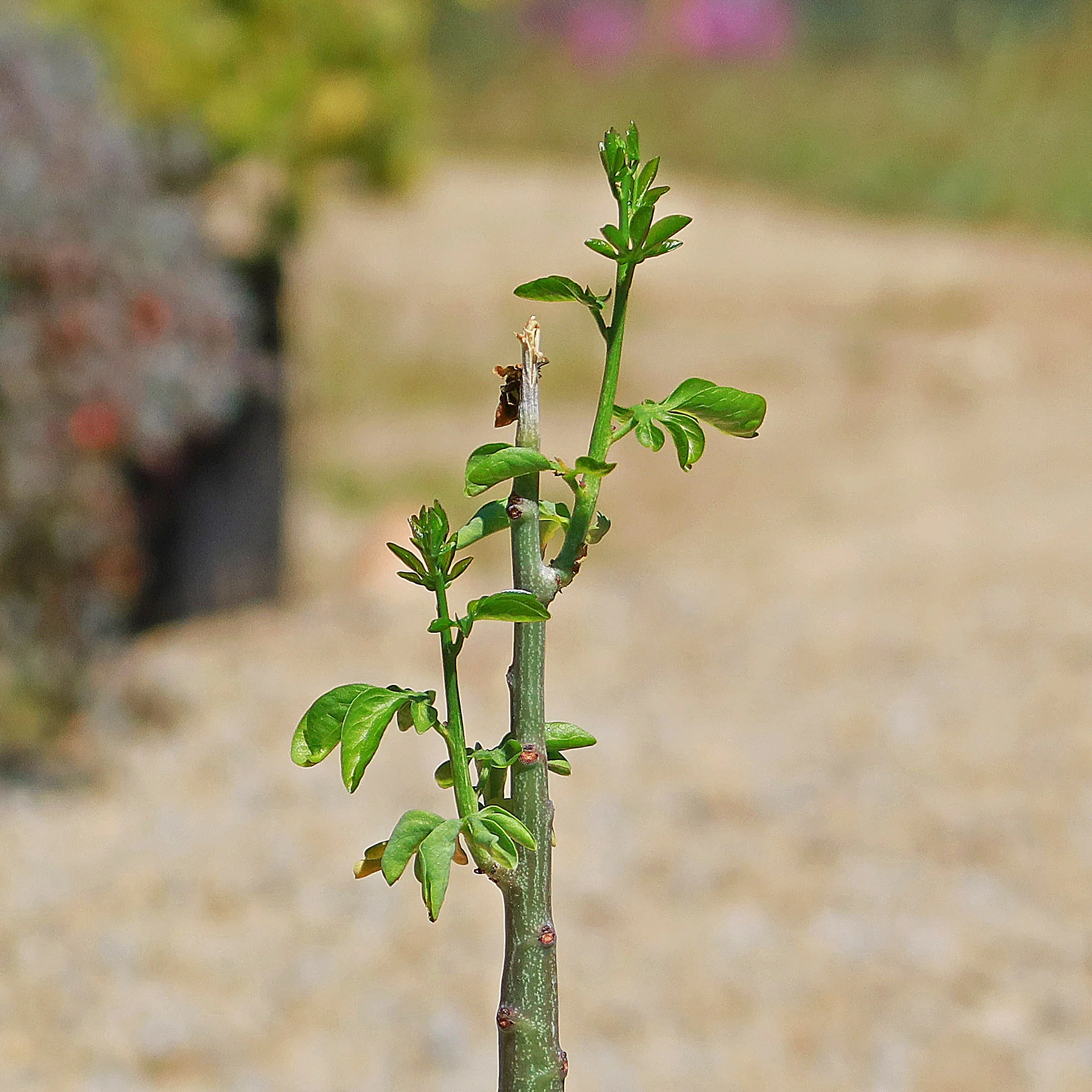 Adenia glauca