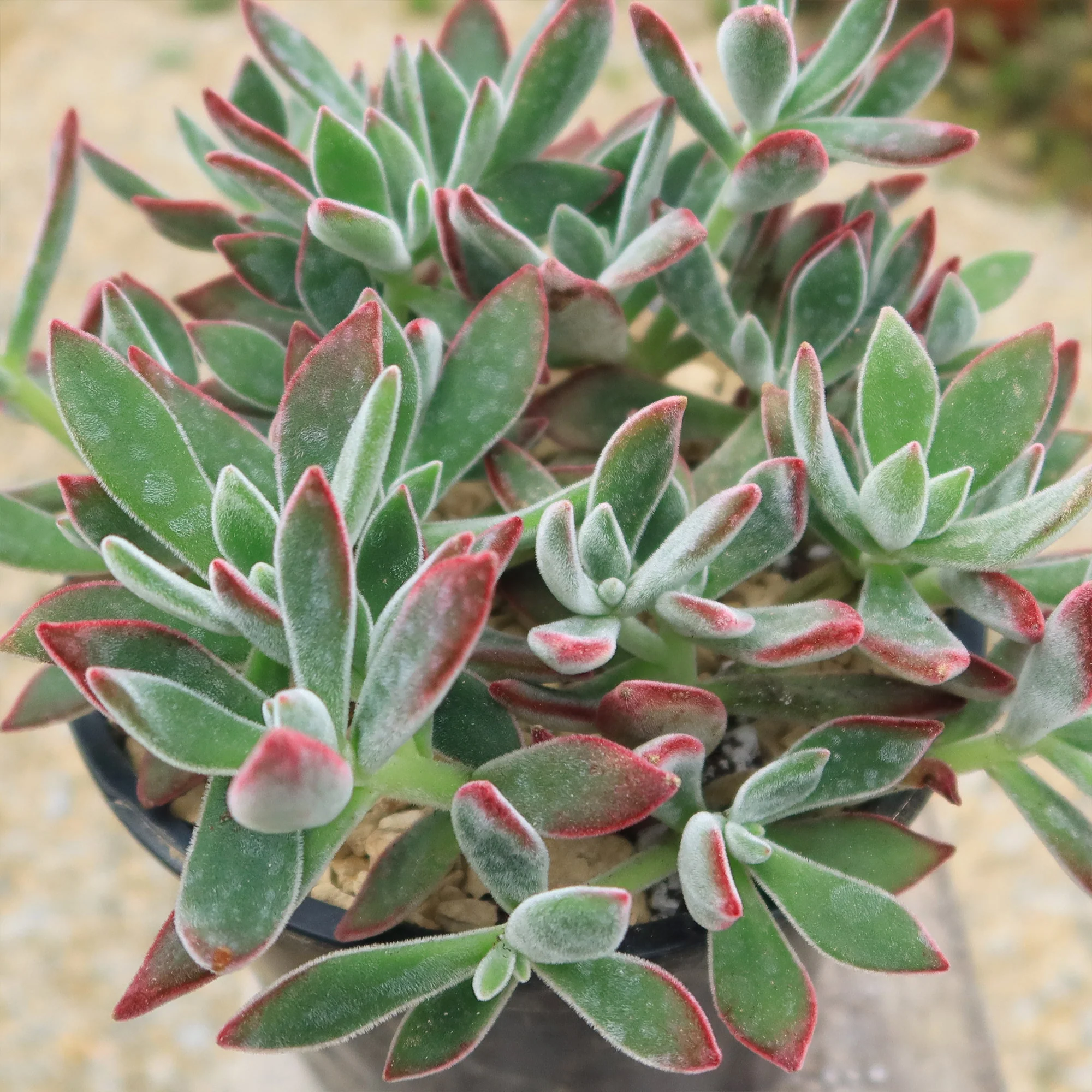 Ruby Slipper Succulent ��Echeveria harmsii��