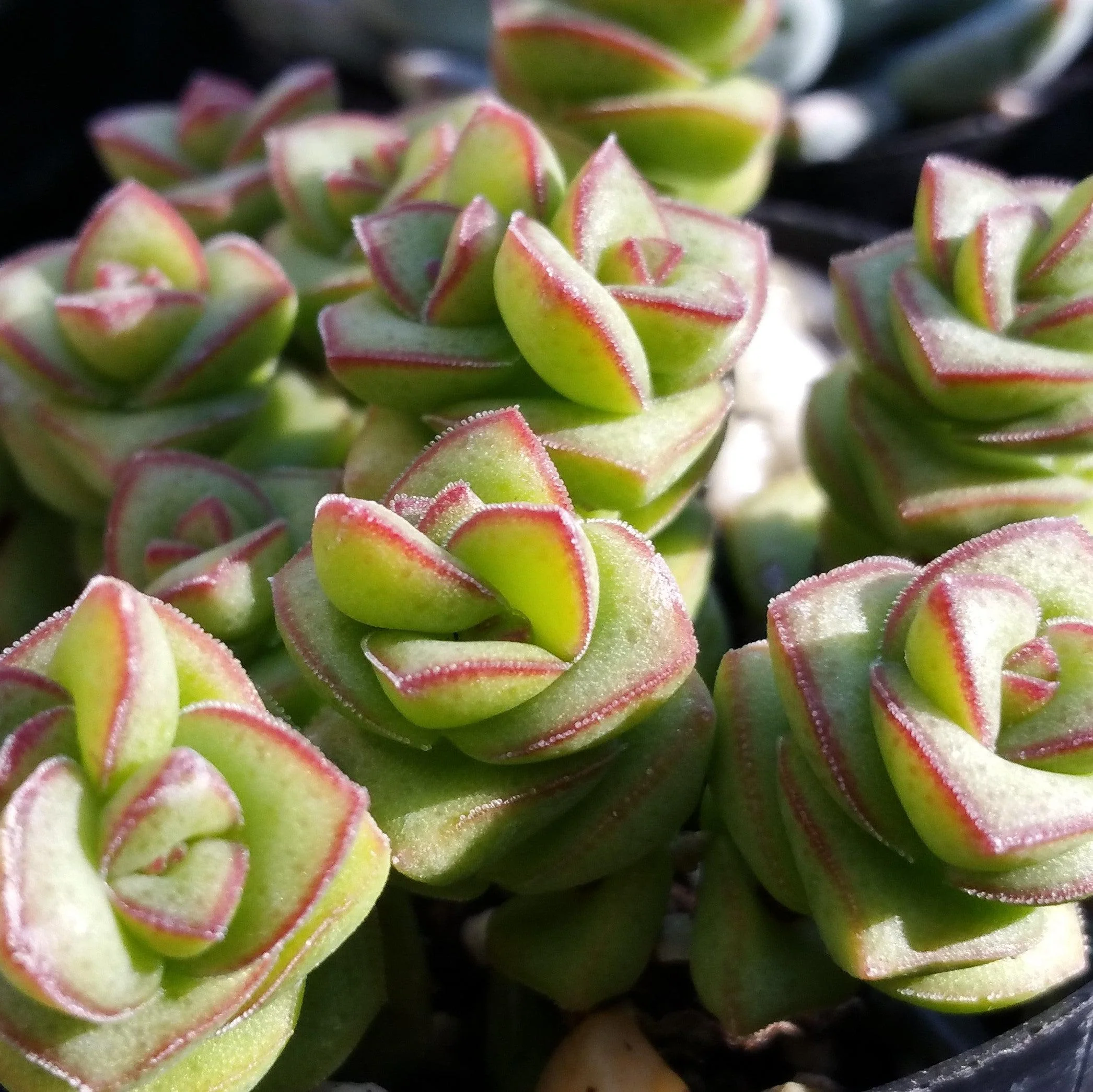 String of Buttons 'Crassula Perforata'