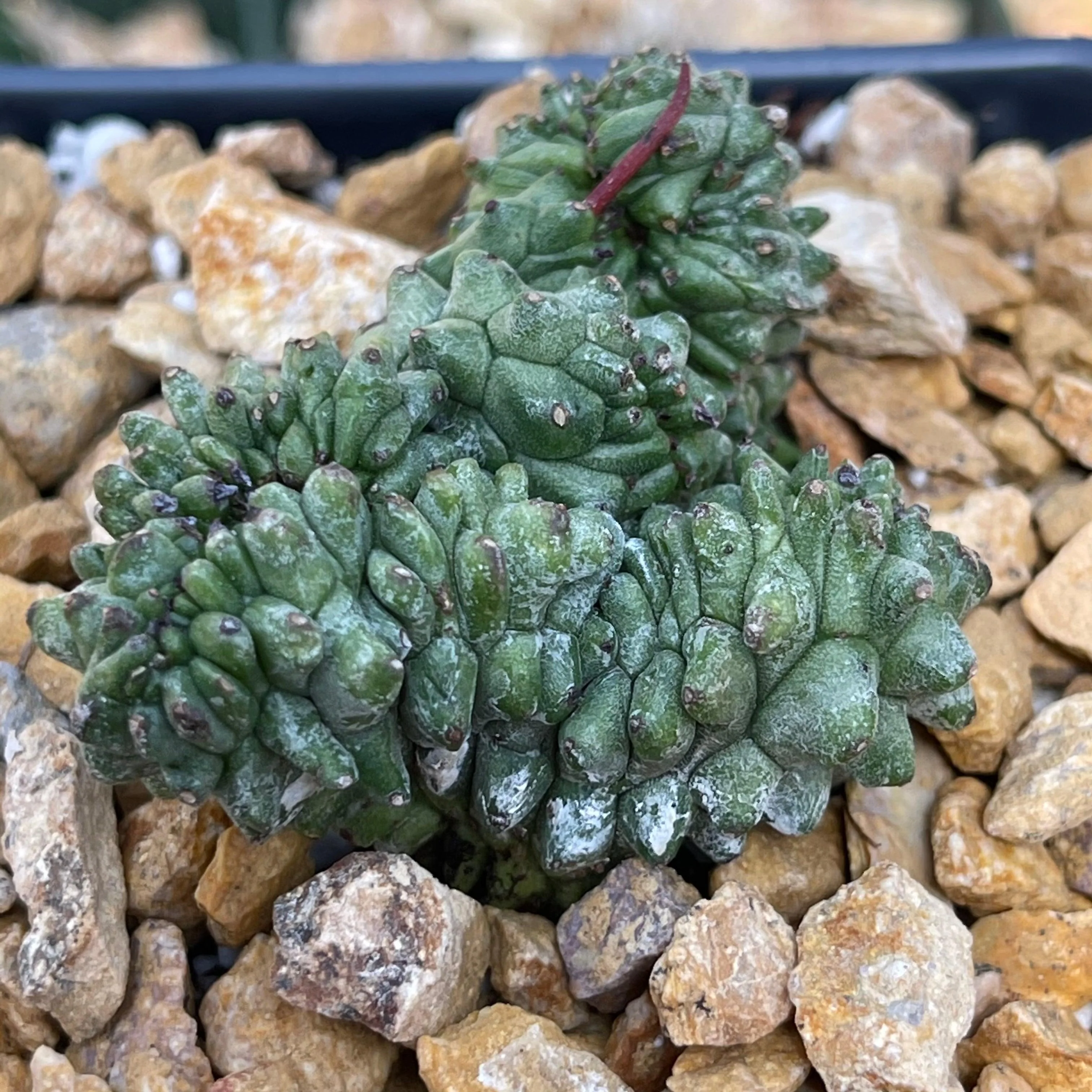 Euphorbia Green Elf Cristata