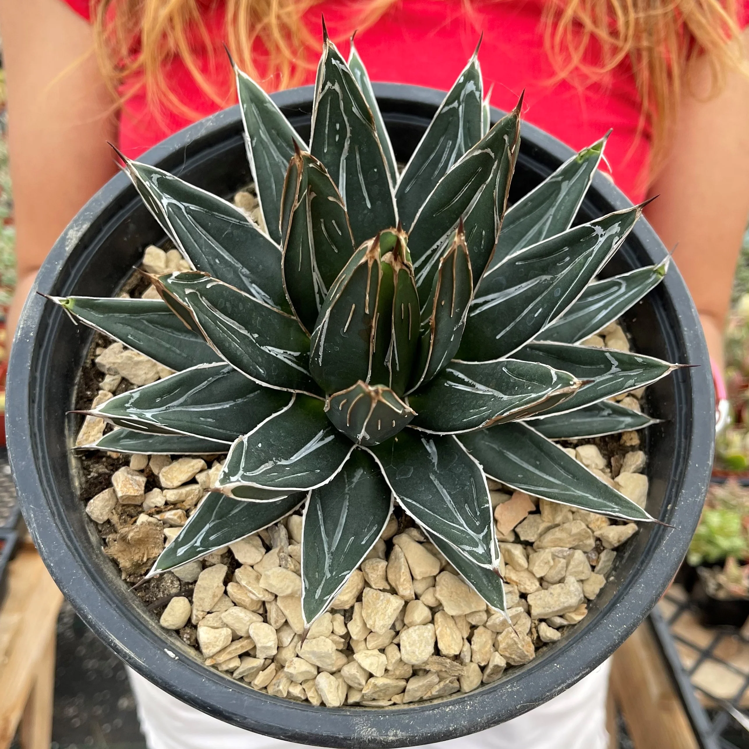 Agave Victoriae Reginae ��Queen Victoria Agave��
