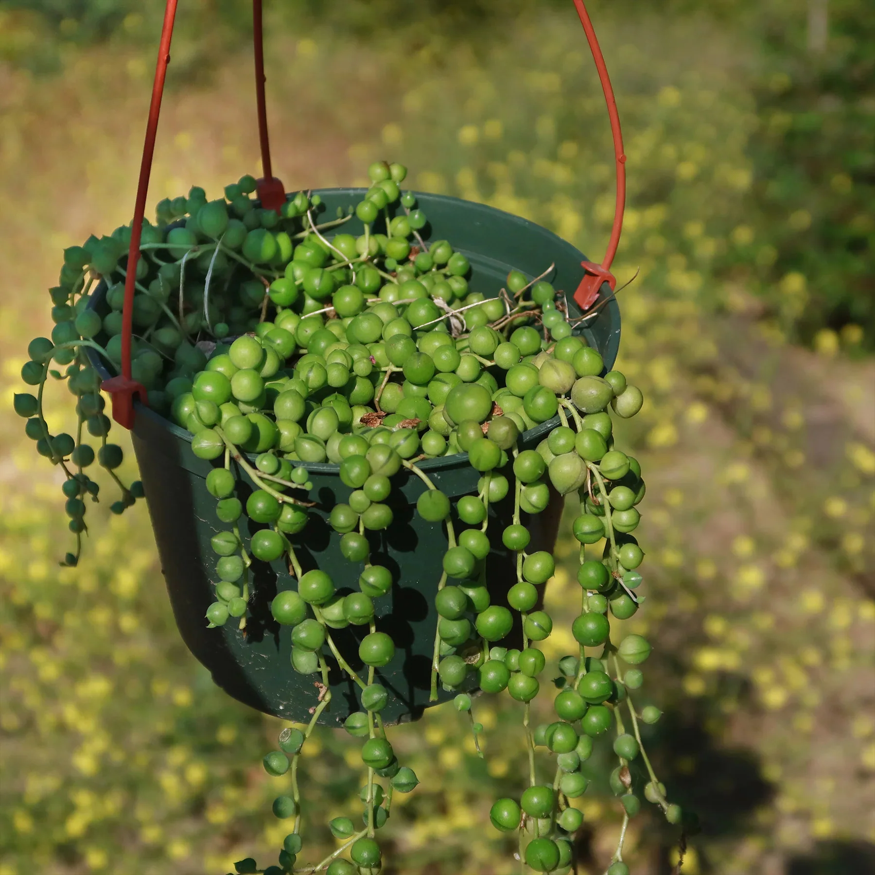 String of Pearls 'Senecio rowleyanus'