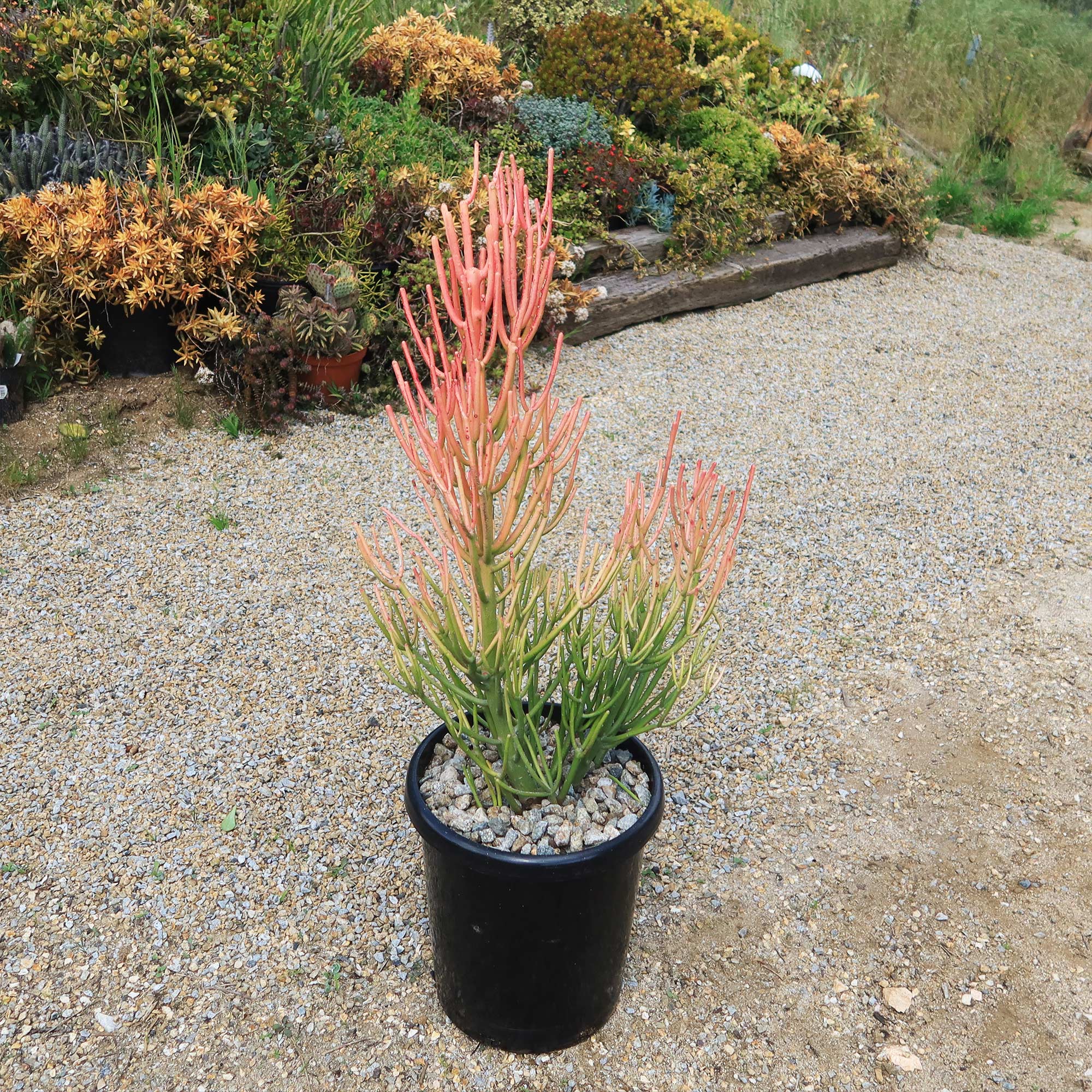 Pencil Cactus - Euphorbia tirucalli 'Firesticks'