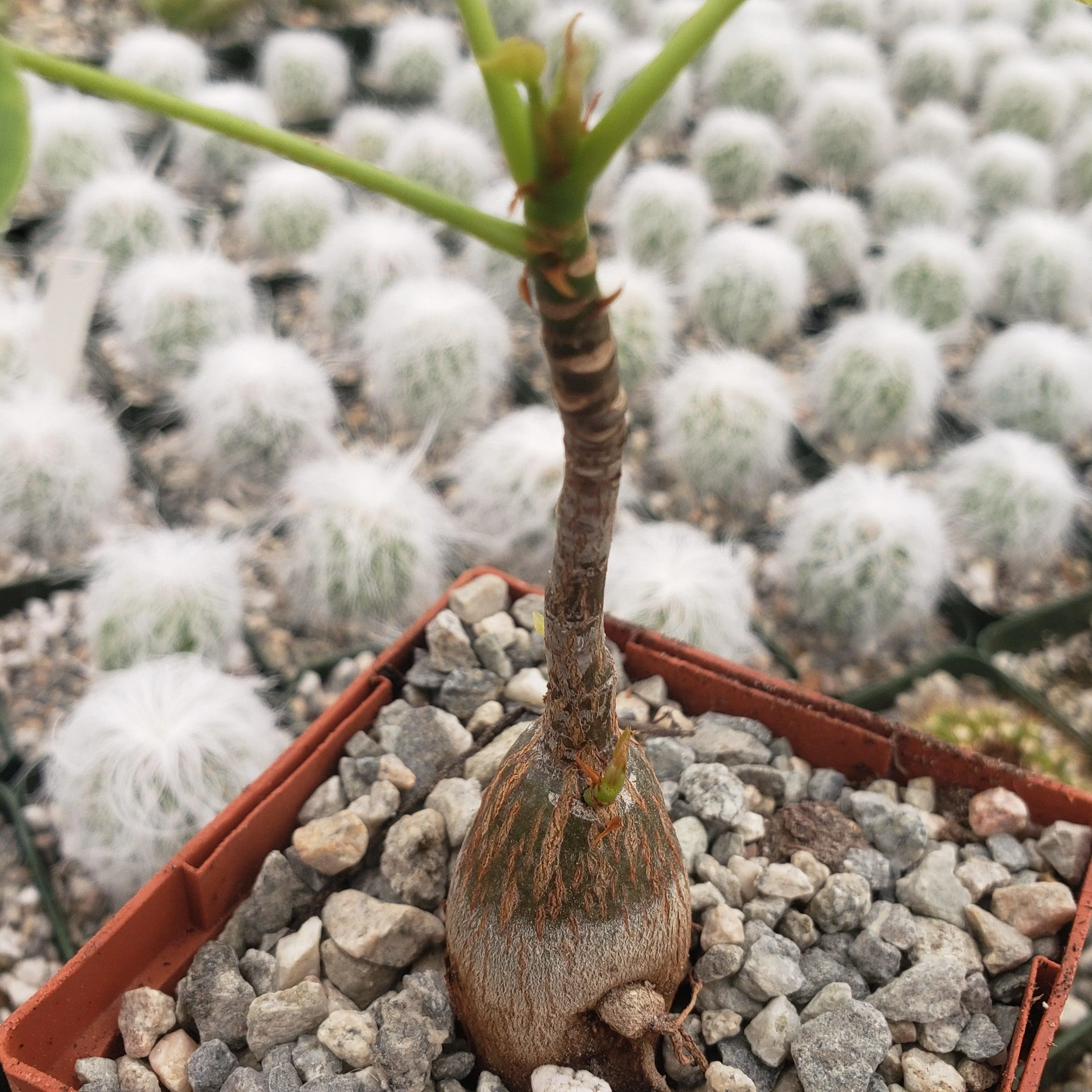 Shaving Brush Tree - Pseudobombax ellipticum