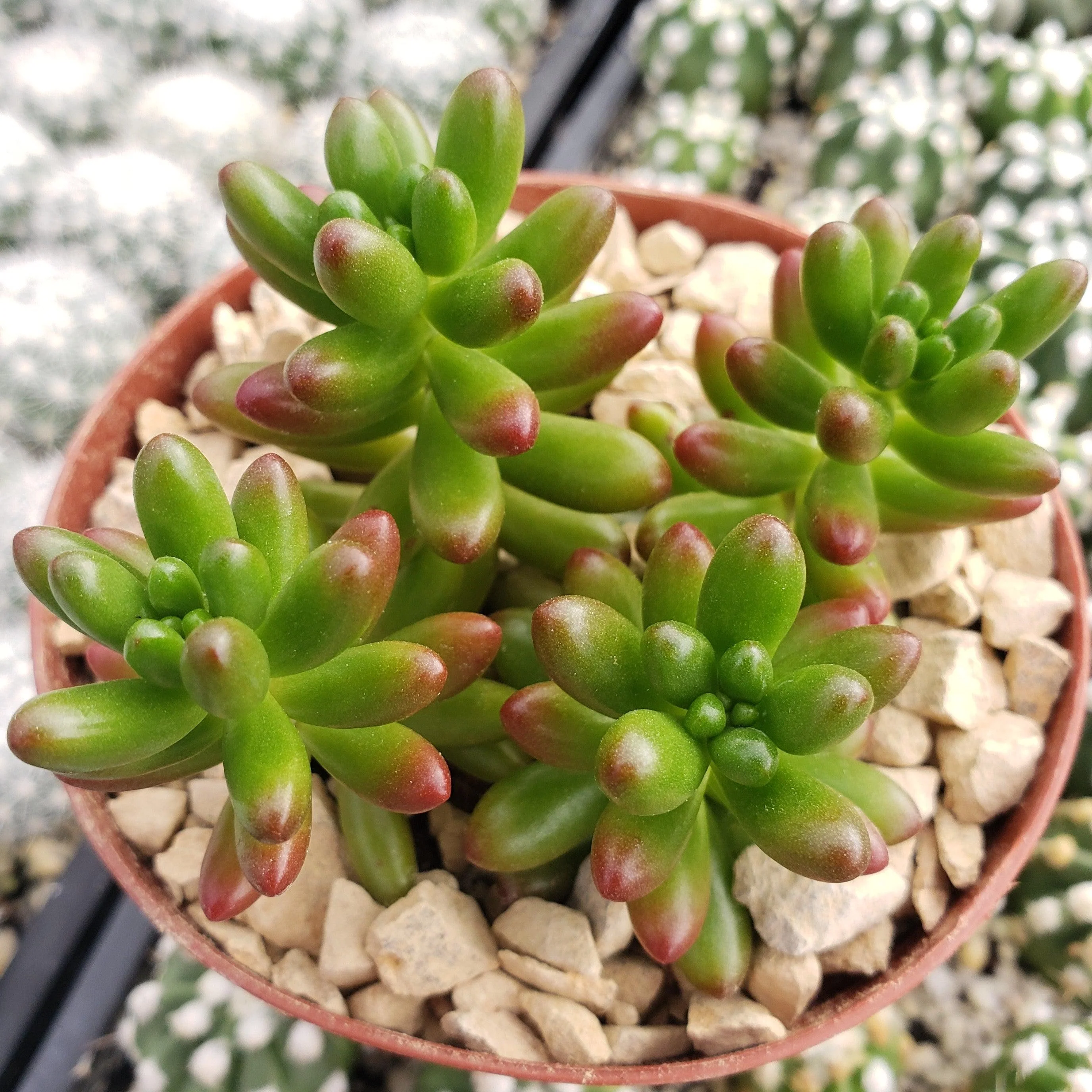 Jelly Bean Succulent 'Sedum rubrotinctum'