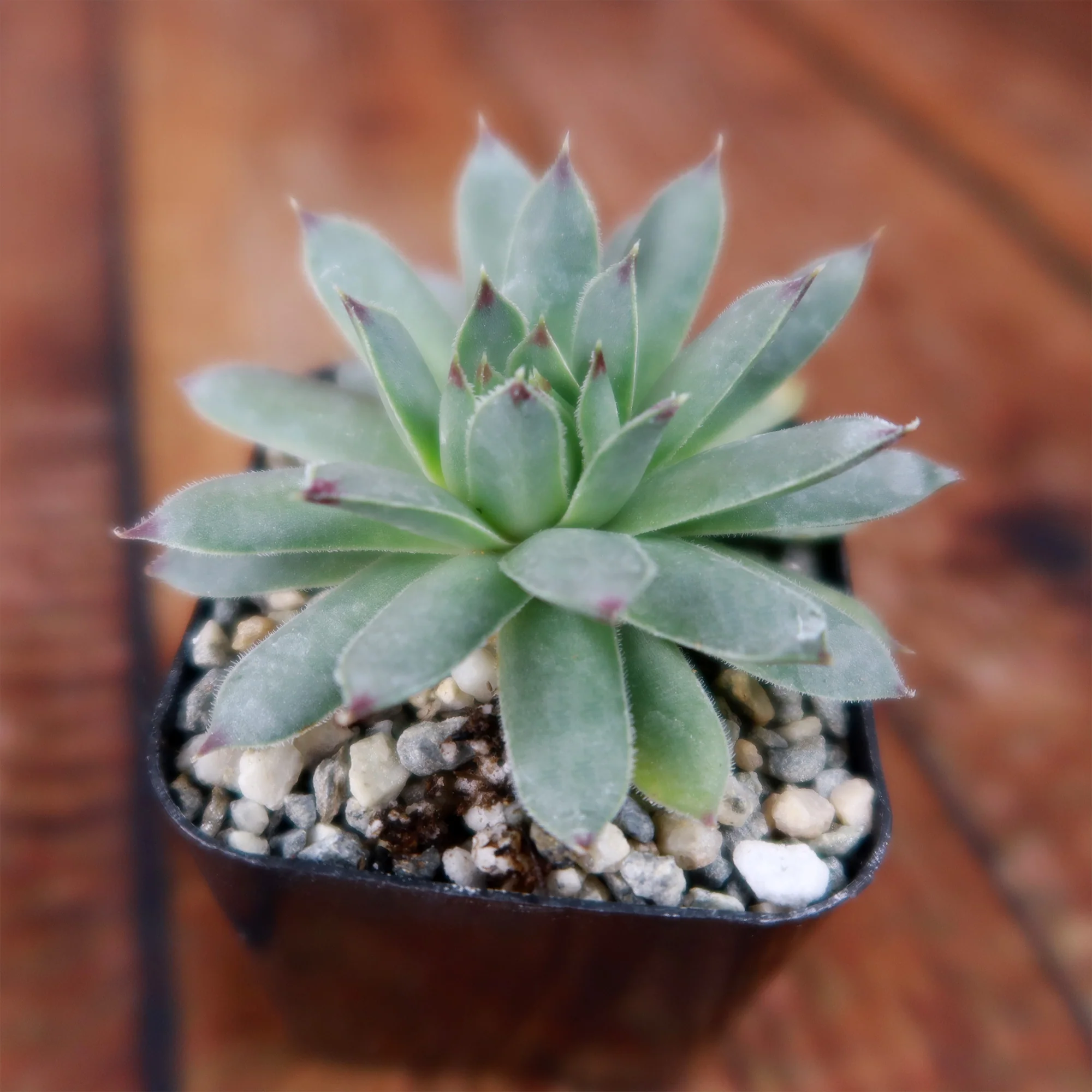 Sempervivum calcareum (Hens and Chicks)