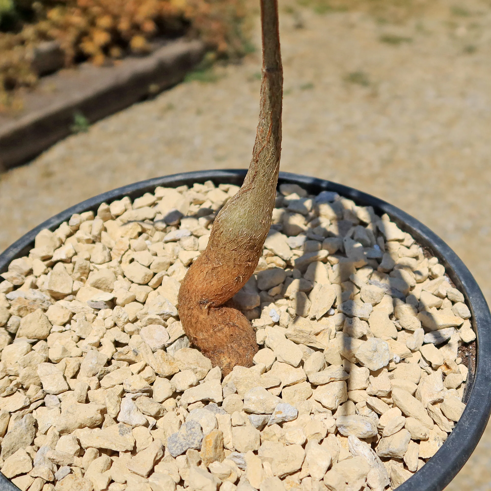 Queensland Bottle Tree 'Brachychiton rupestris'