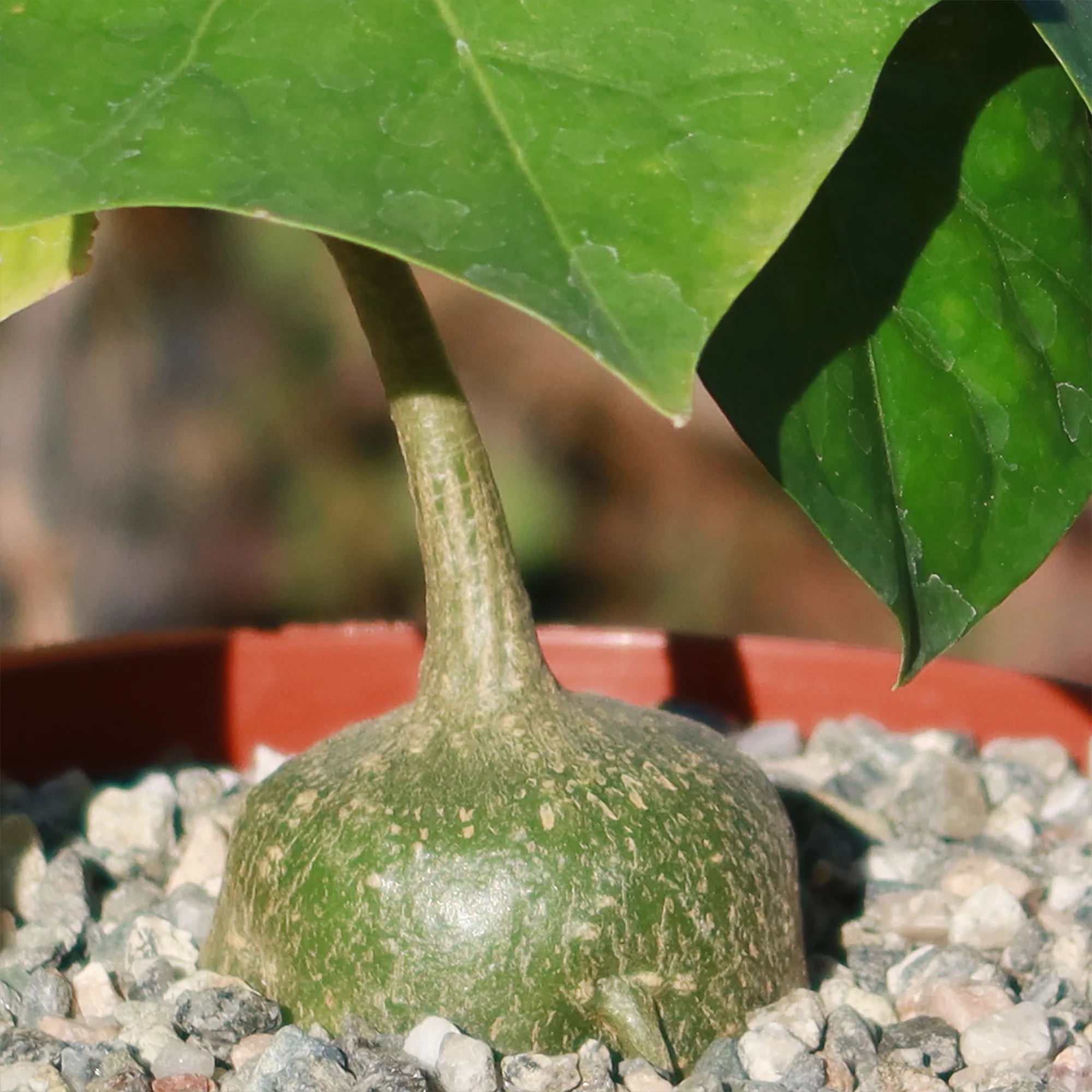 Gerrardanthus Macrorhizus