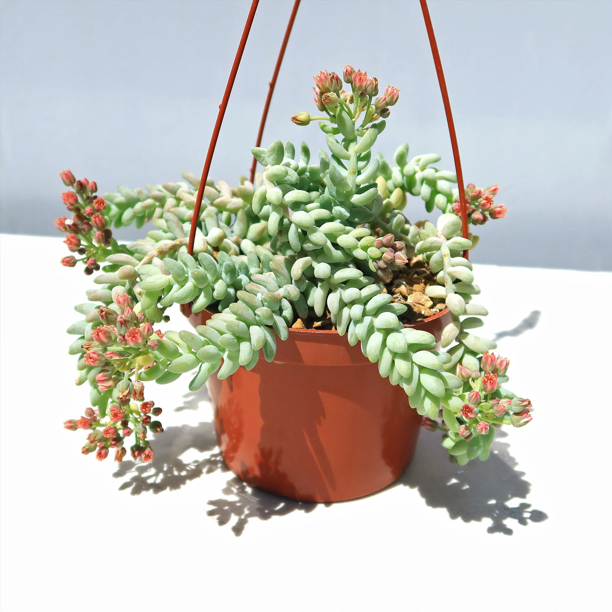Burro��s Tail Succulent - Sedum morganianum ��Burrito��