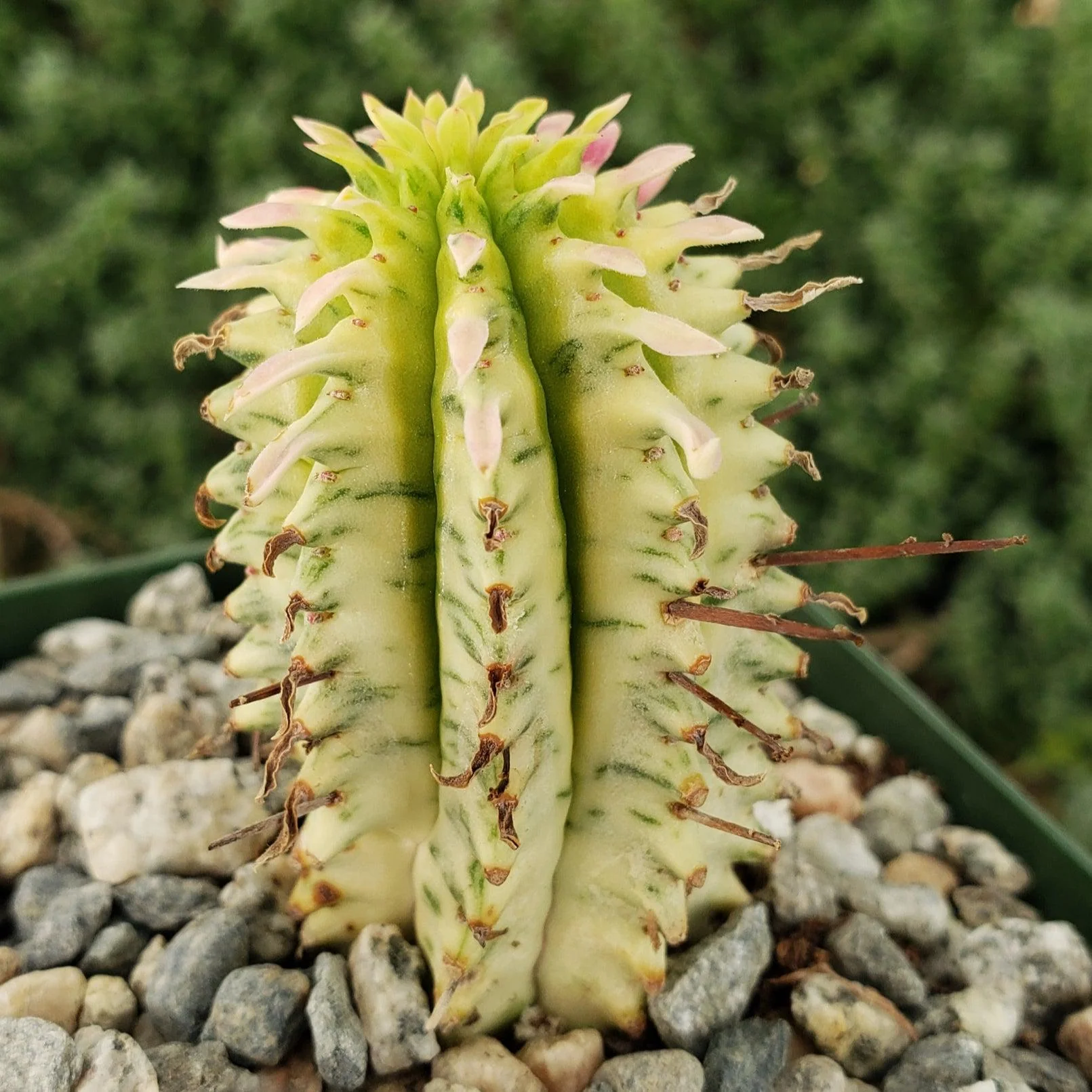 Euphorbia mammillaris variegata yellow 'Corn on the Cob'