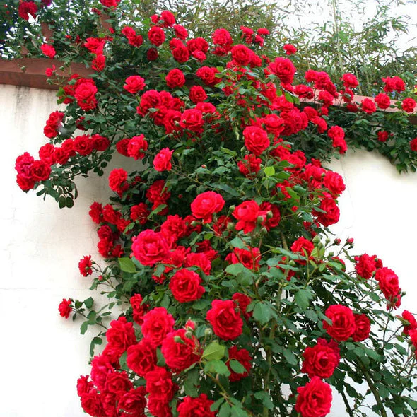 🌹 Ever-Bloom Climbing Roses Seeds | 🌸 Add Winter Elegance to Your Garden