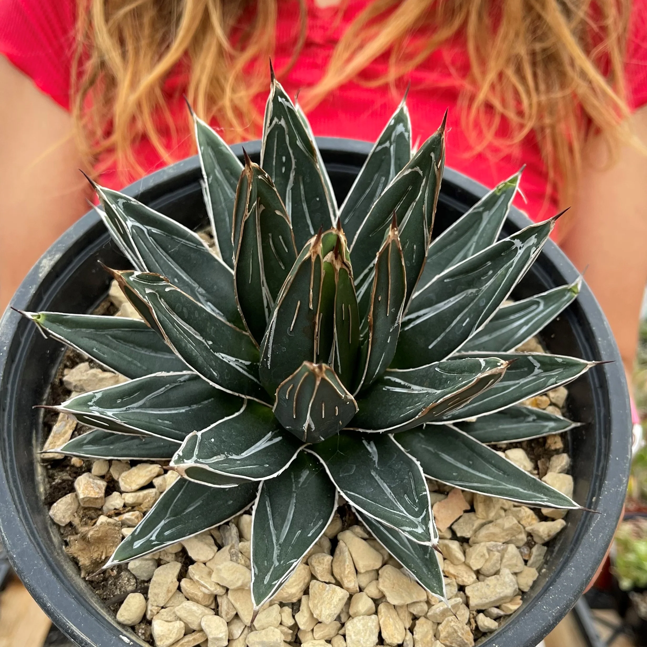 Agave Victoriae Reginae ��Queen Victoria Agave��