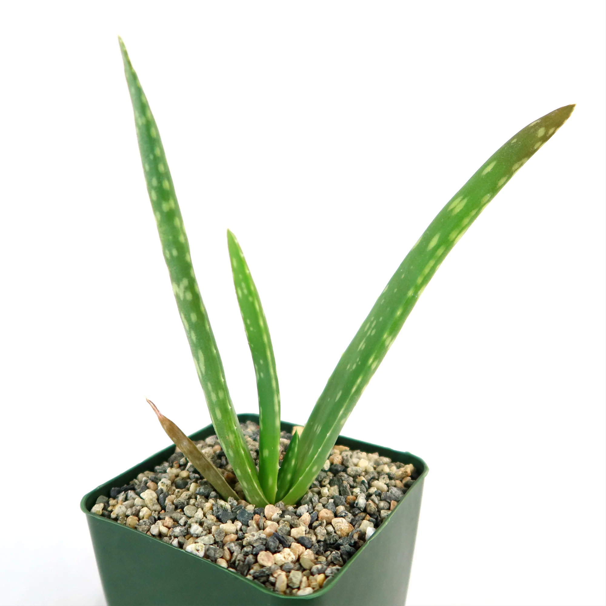 Aloe Vera - Aloe?barbadensis 'miller'
