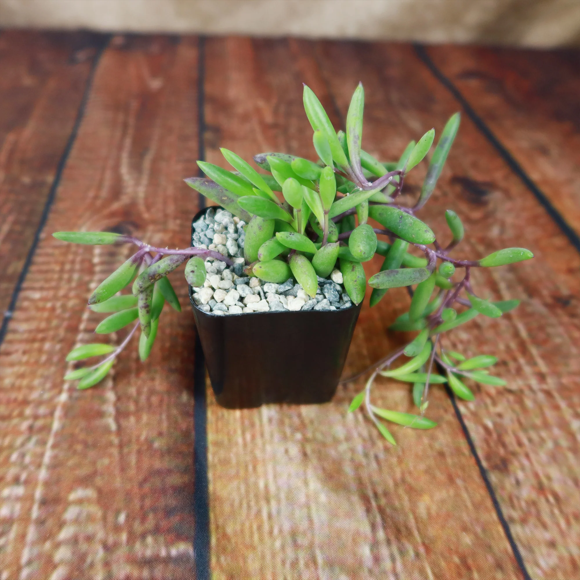 Ruby Necklace Plant 'Othonna capensis'