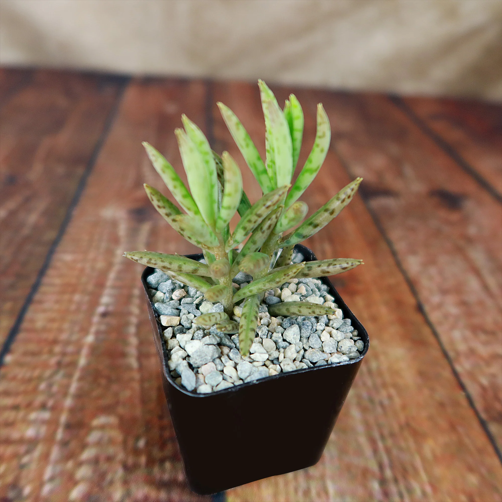 Mother of Millions 'Kalanchoe delagoensis'